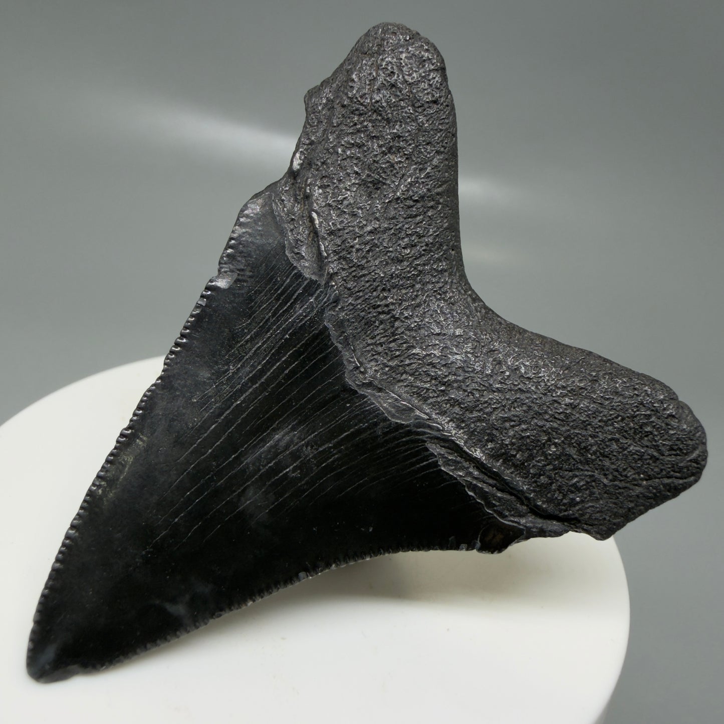 Back Right View 2.43" Dark colors Fossil Megalodon Tooth – South Carolina River Find | Authentic CM6131