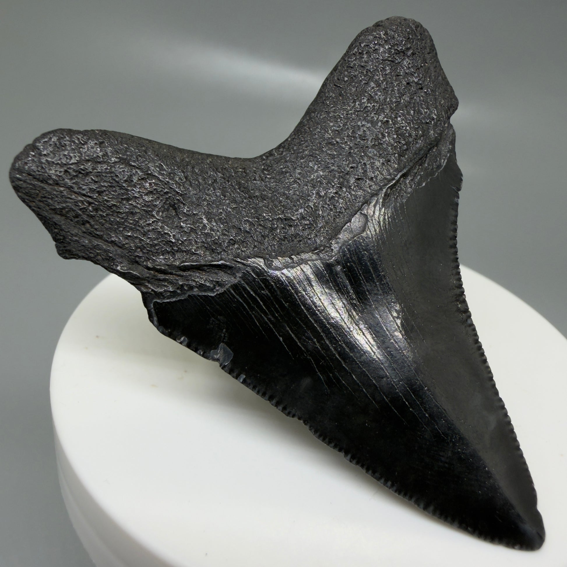 Back Left View 2.43" Dark colors Fossil Megalodon Tooth – South Carolina River Find | Authentic CM6131