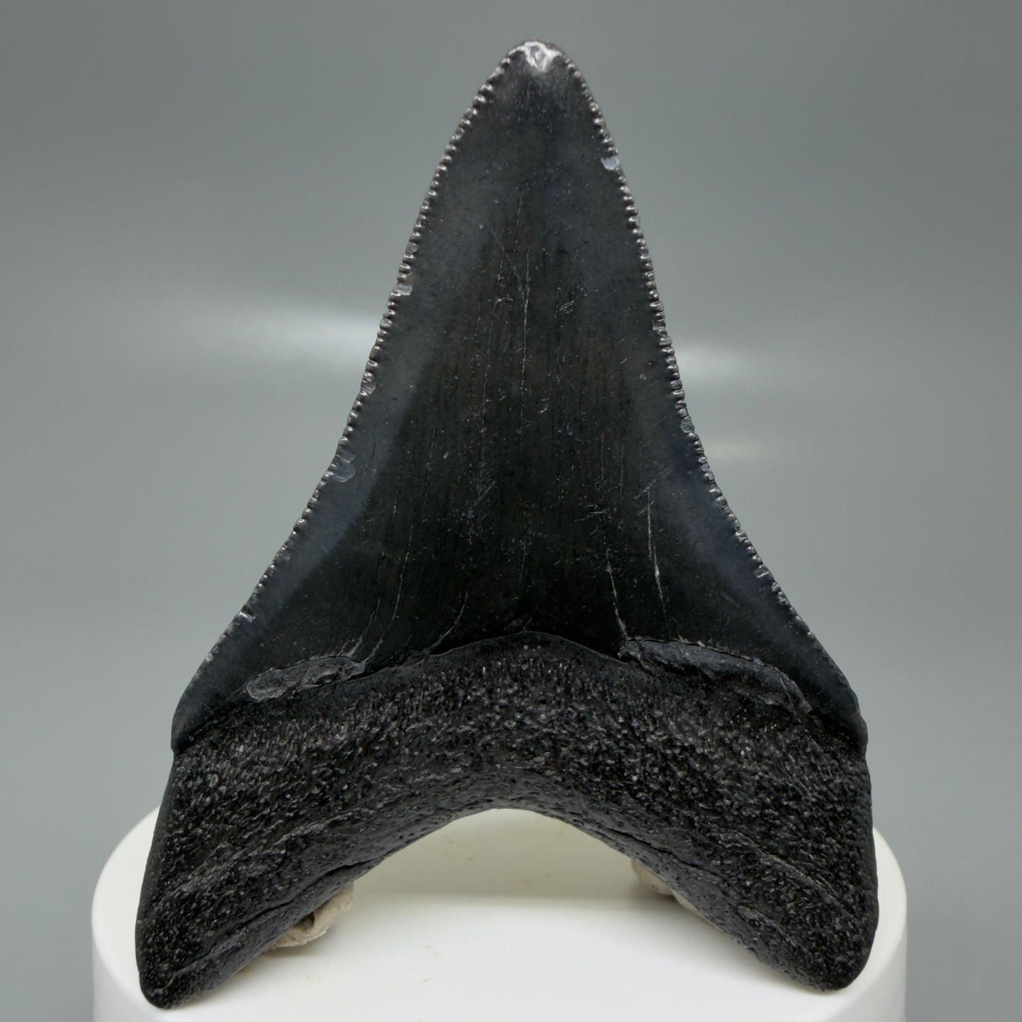 Back View 2.68" Dark colors Fossil Megalodon Tooth – South Carolina River Find | Authentic CM6134