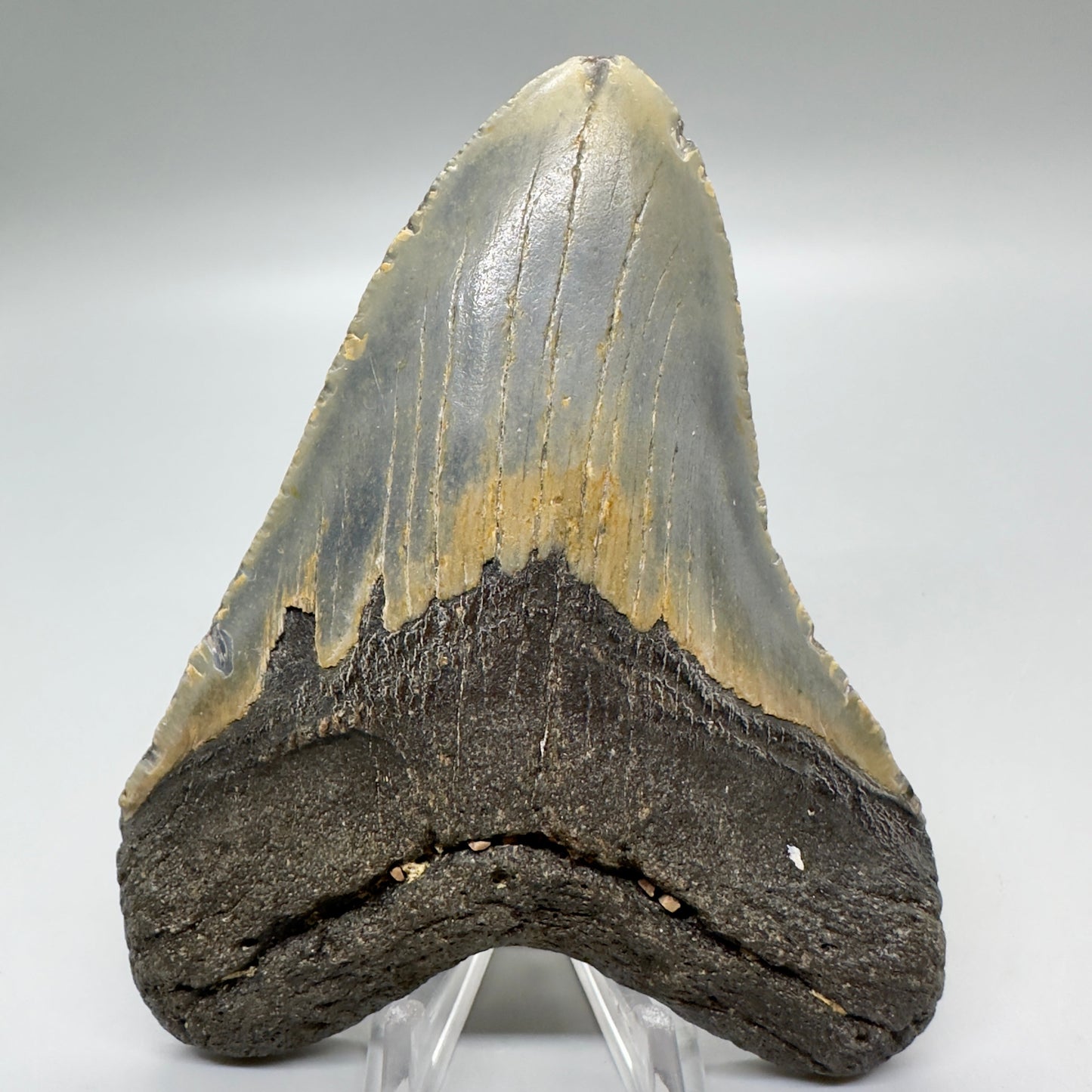 Heart-shape 4.71" Colorful Fossil Megalodon Tooth from North Carolina MJ118 - Front