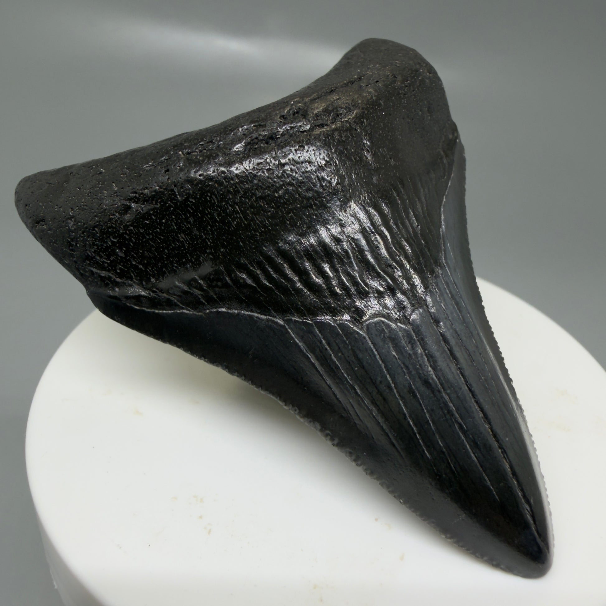 Front Left View 2.68" Dark colors Fossil Megalodon Tooth – South Carolina River Find | Authentic CM6134