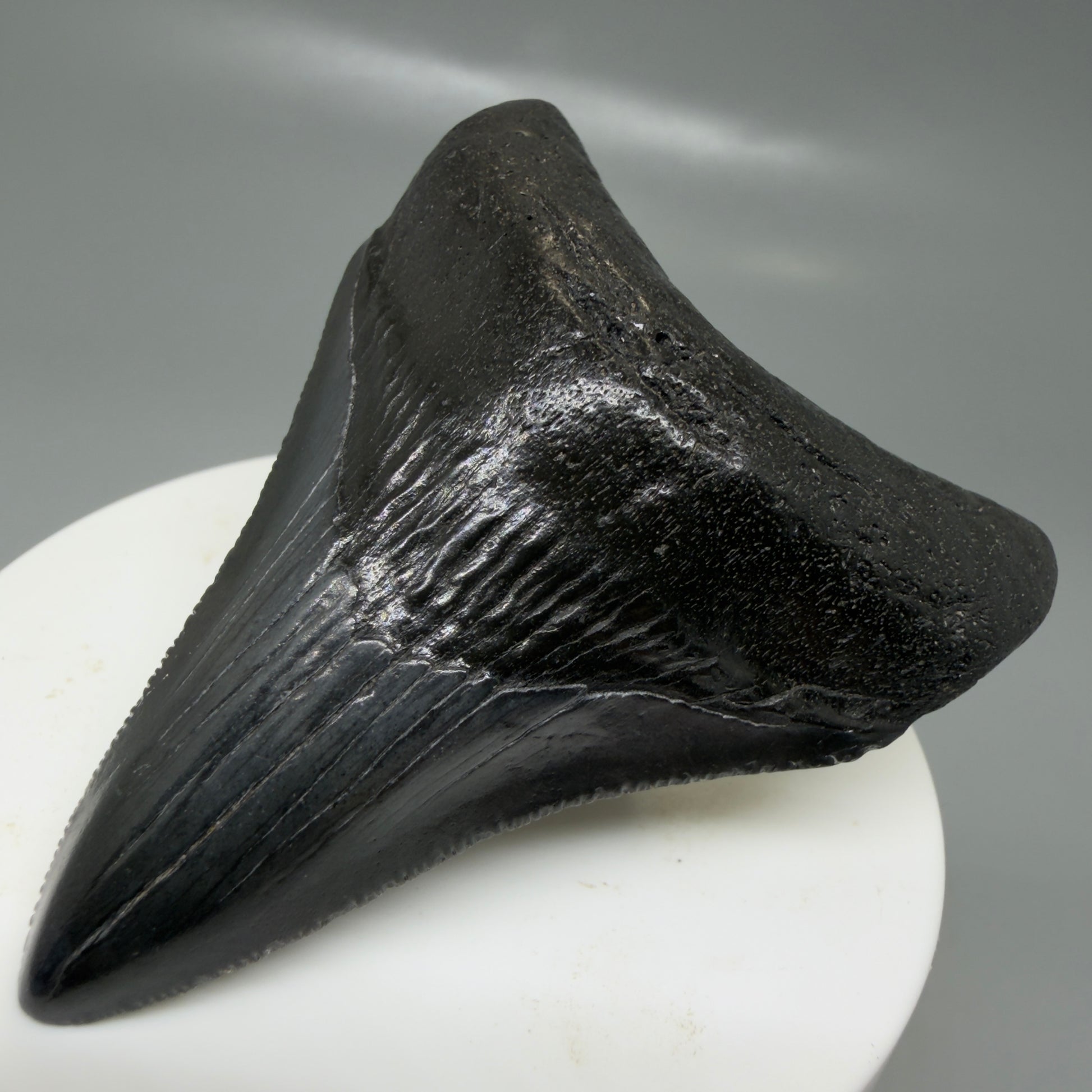 Front Right View 2.68" Dark colors Fossil Megalodon Tooth – South Carolina River Find | Authentic CM6134