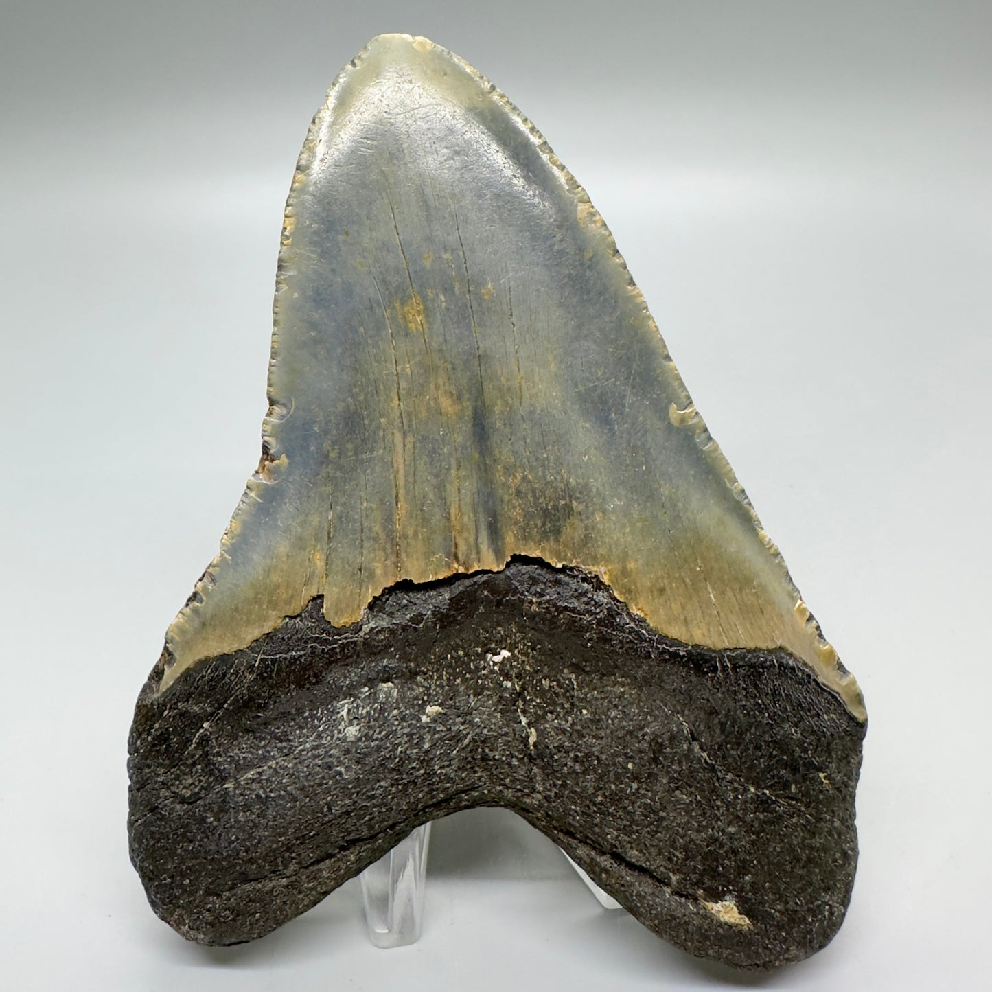 Heart-shape 4.71" Colorful Fossil Megalodon Tooth from North Carolina MJ118 - Back