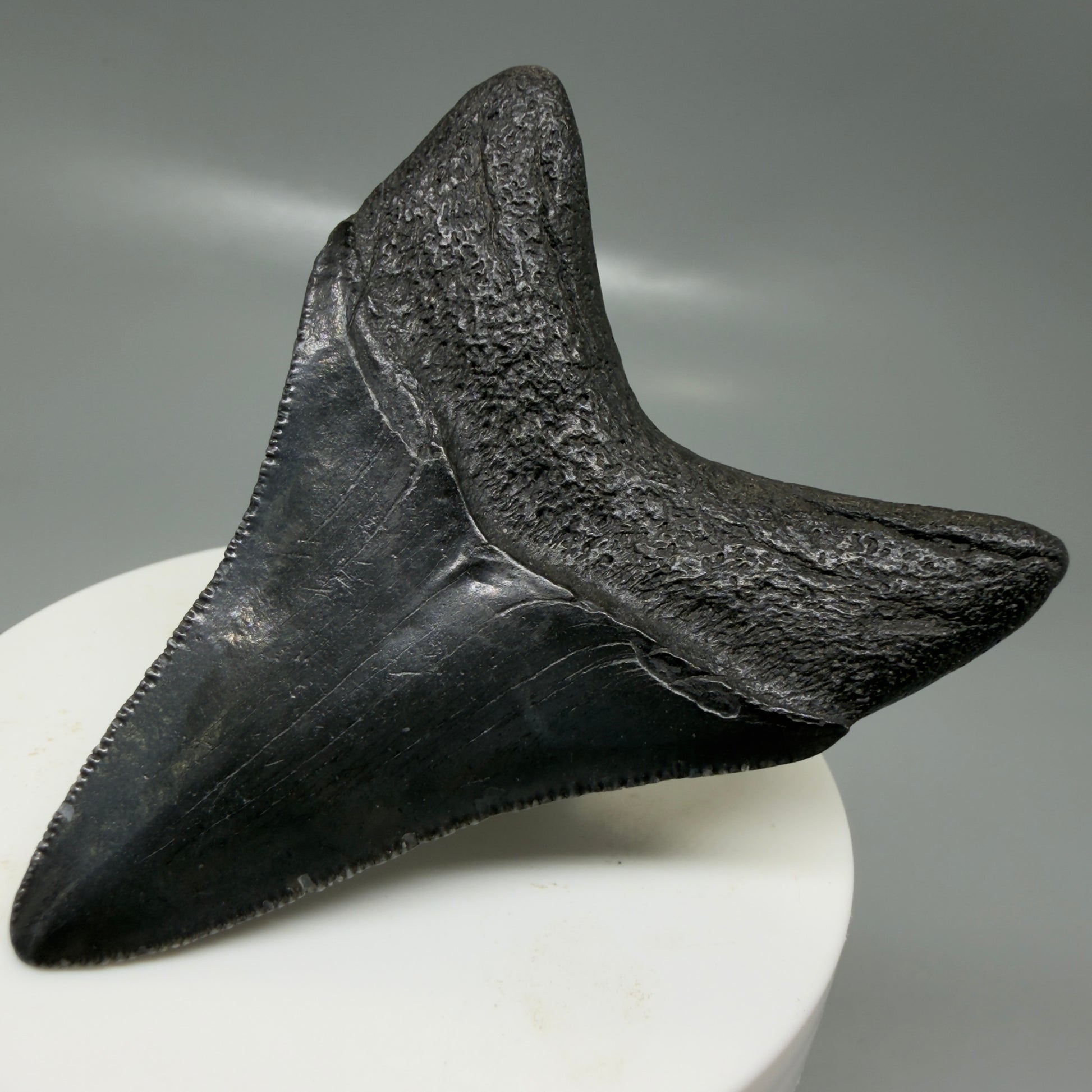 Back Right View 2.68" Dark colors Fossil Megalodon Tooth – South Carolina River Find | Authentic CM6134