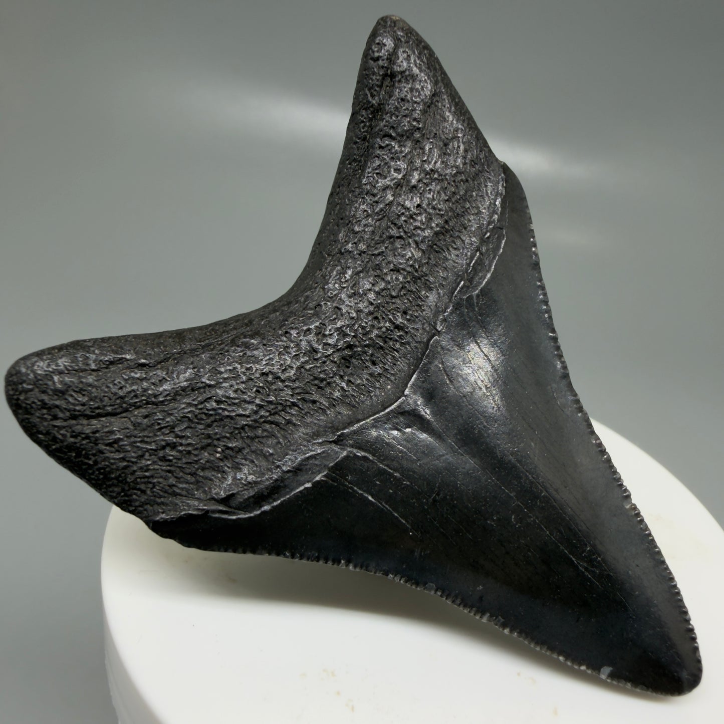 Back Left View 2.68" Dark colors Fossil Megalodon Tooth – South Carolina River Find | Authentic CM6134