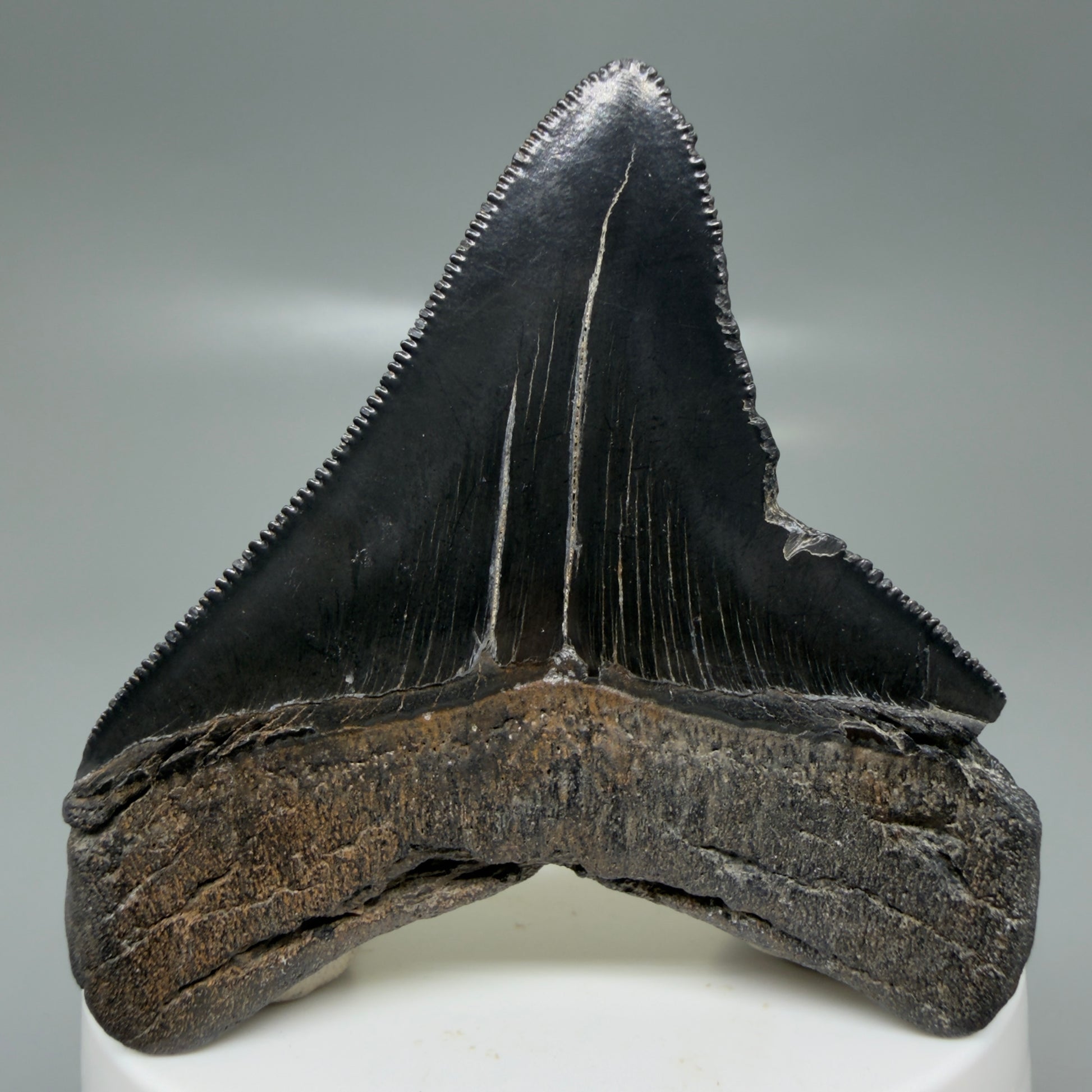 Back View Black, serrated 2.58" Lateral Fossil Megalodon Tooth – South Carolina River Find | Authentic CM6135