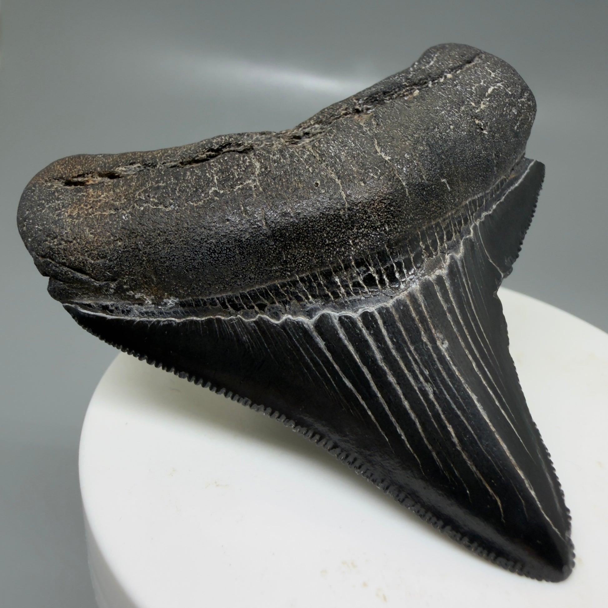 Front Left View Black, serrated 2.58" Lateral Fossil Megalodon Tooth – South Carolina River Find | Authentic CM6135