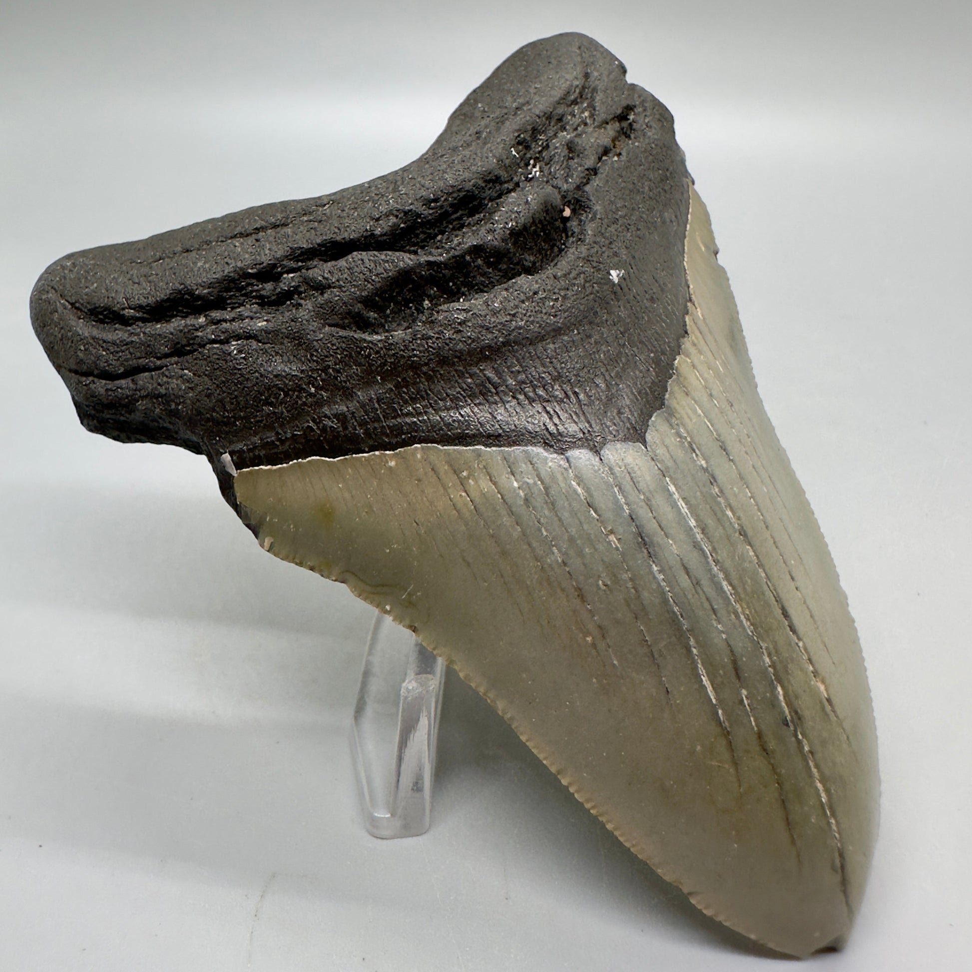 4.05" Colorful Fossil Megalodon Tooth from North Carolina MJ112 - Front left