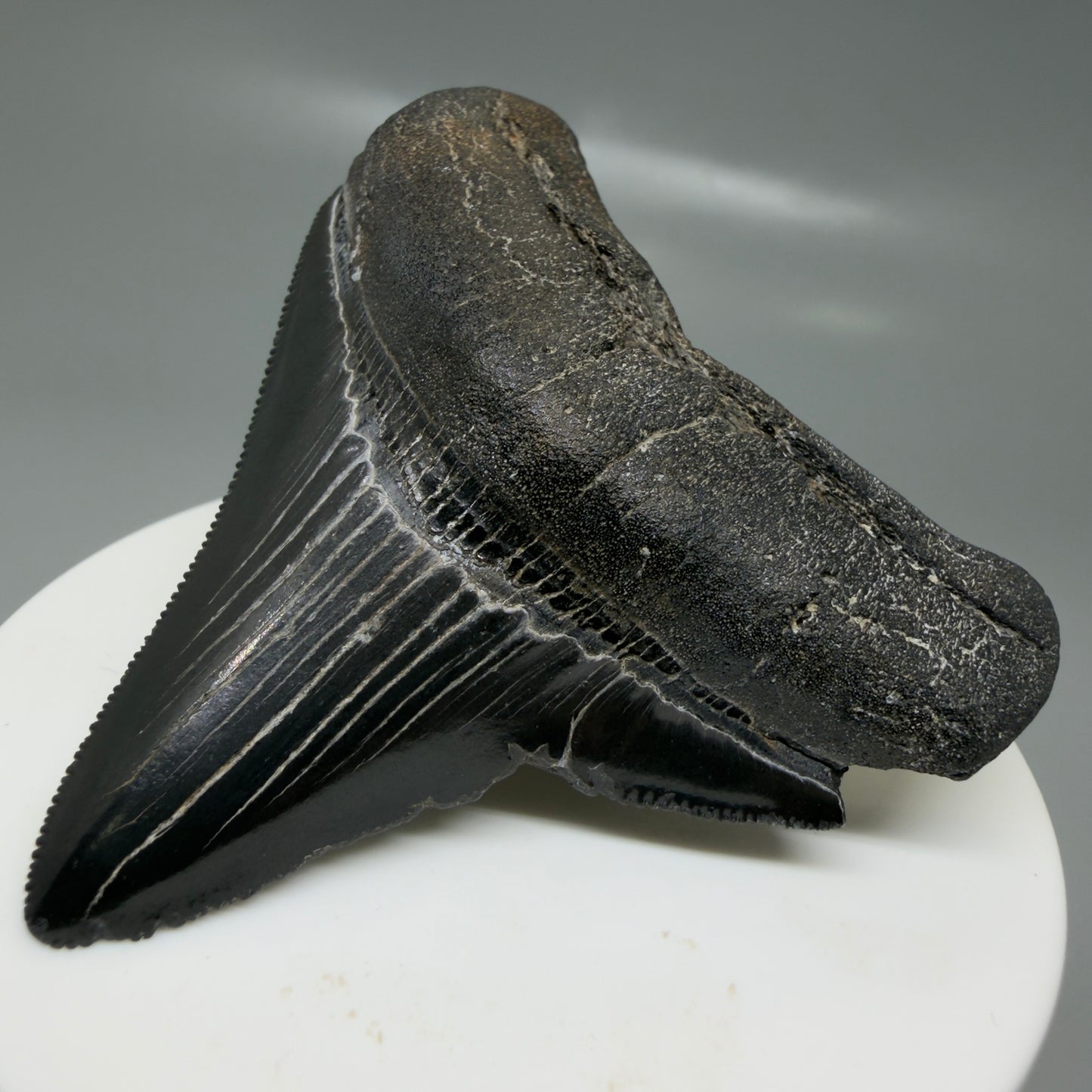 Front Right View Black, serrated 2.58" Lateral Fossil Megalodon Tooth – South Carolina River Find | Authentic CM6135