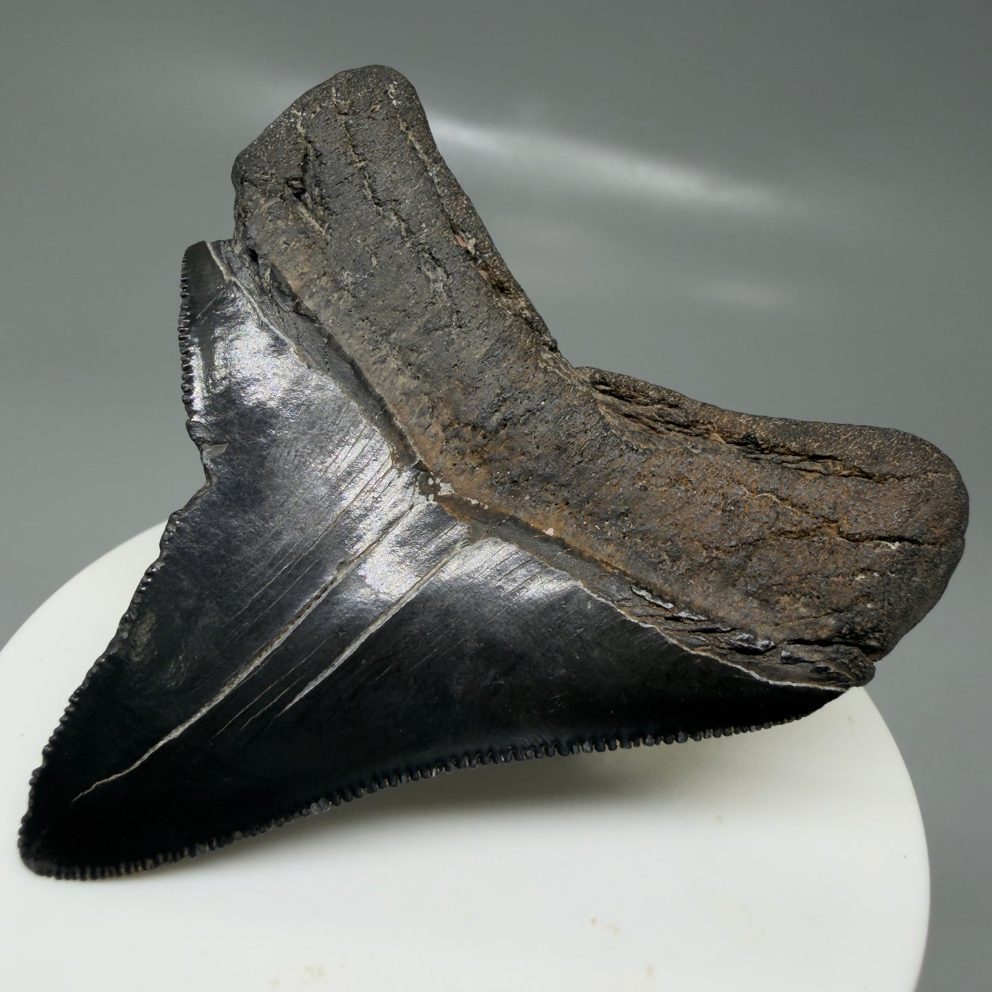 Back Right View Black, serrated 2.58" Lateral Fossil Megalodon Tooth – South Carolina River Find | Authentic CM6135