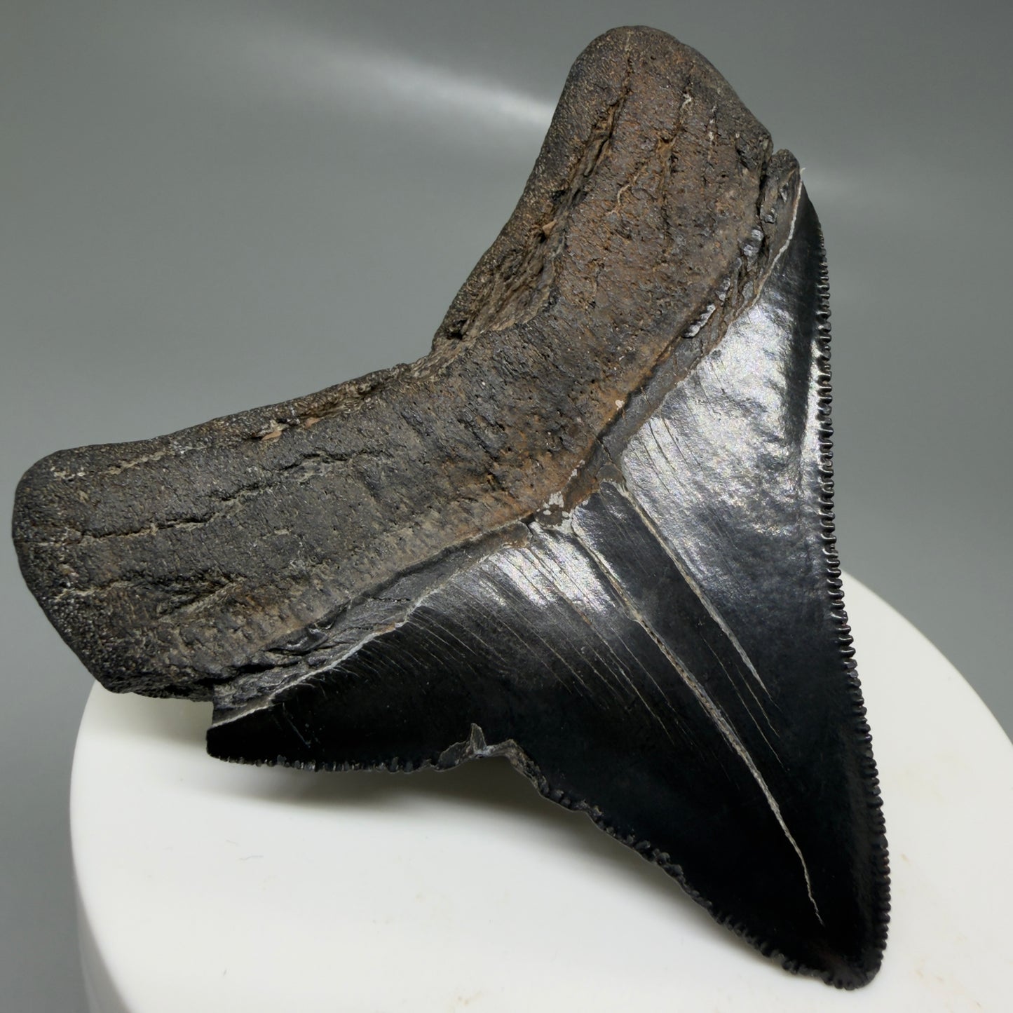 Back Left View Black, serrated 2.58" Lateral Fossil Megalodon Tooth – South Carolina River Find | Authentic CM6135