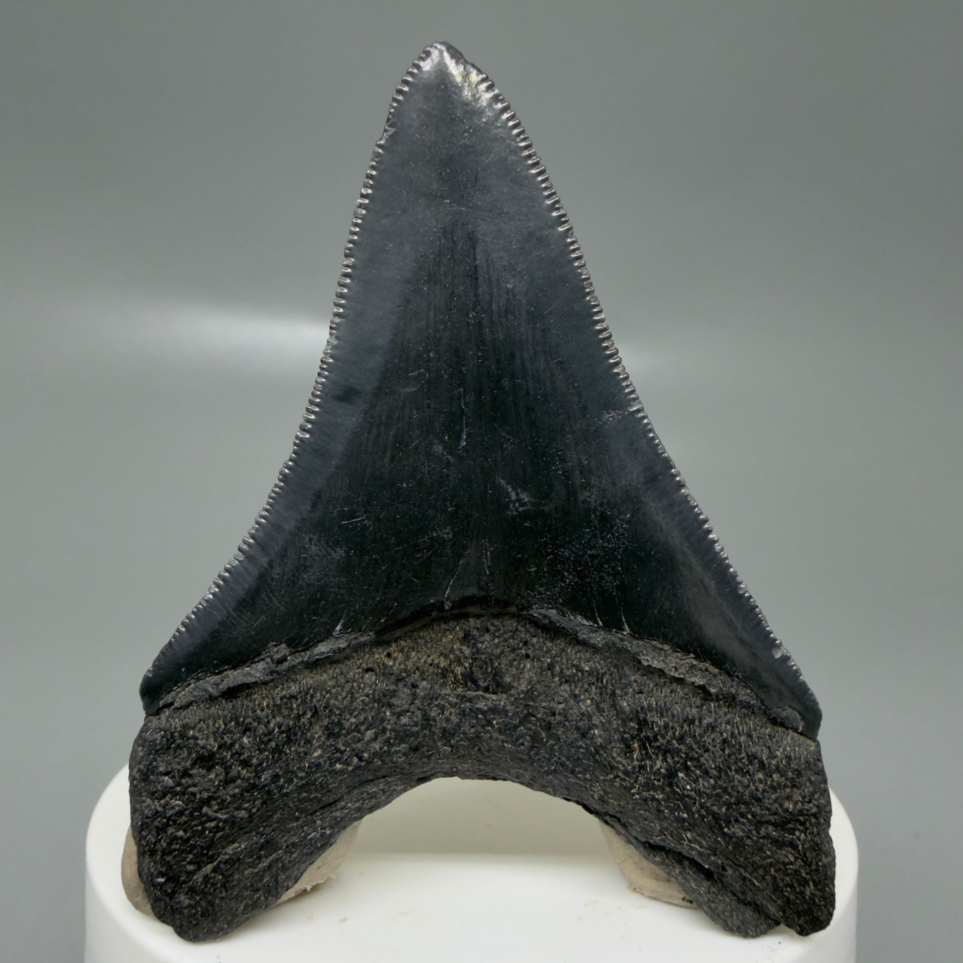 Back View 2.68" Dark colors Fossil Megalodon Tooth – South Carolina River Find | Authentic CM6133