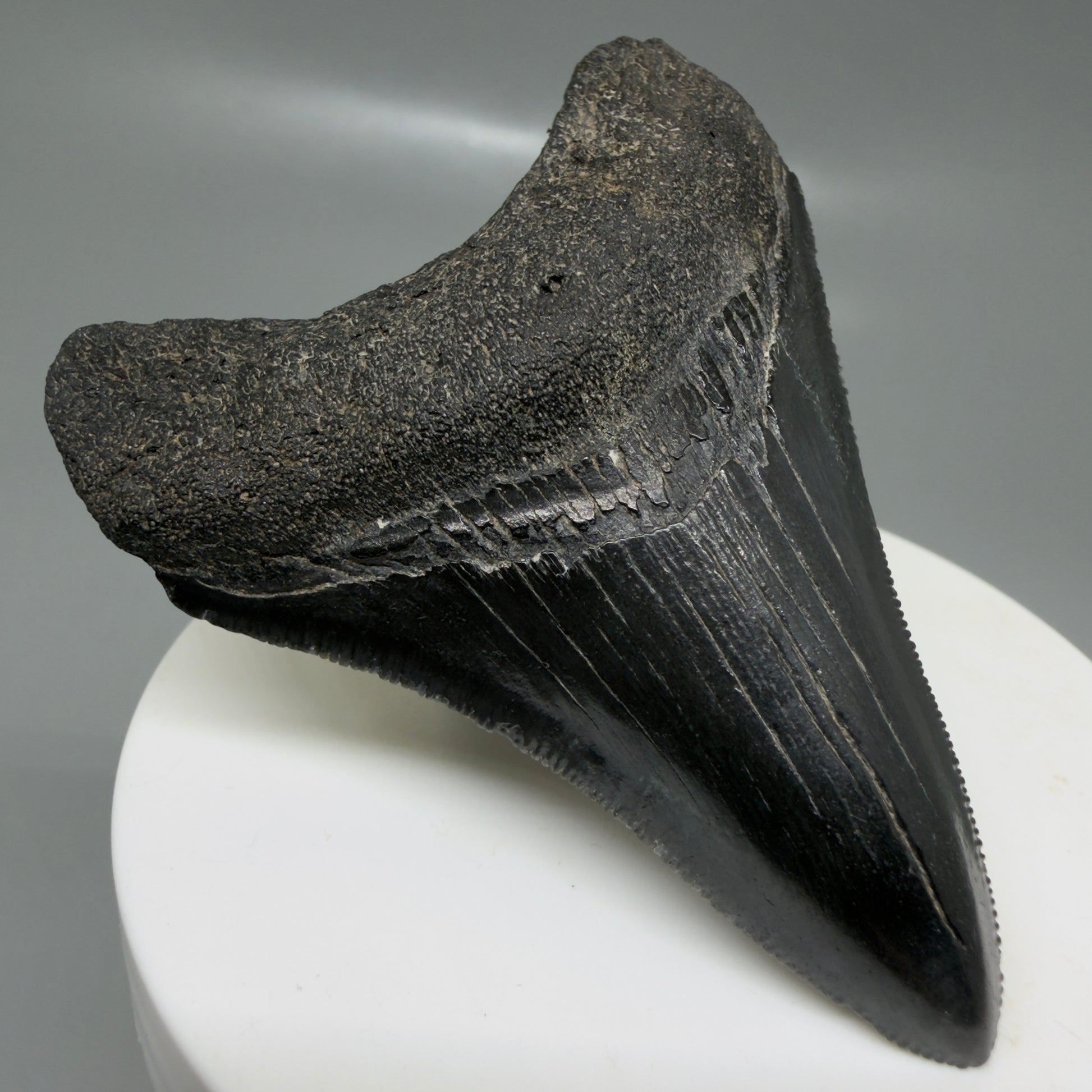 Front Left View 2.68" Dark colors Fossil Megalodon Tooth – South Carolina River Find | Authentic CM6133