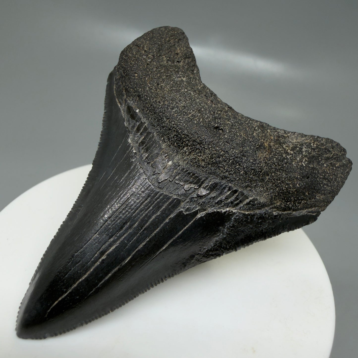 Front Right View 2.68" Dark colors Fossil Megalodon Tooth – South Carolina River Find | Authentic CM6133