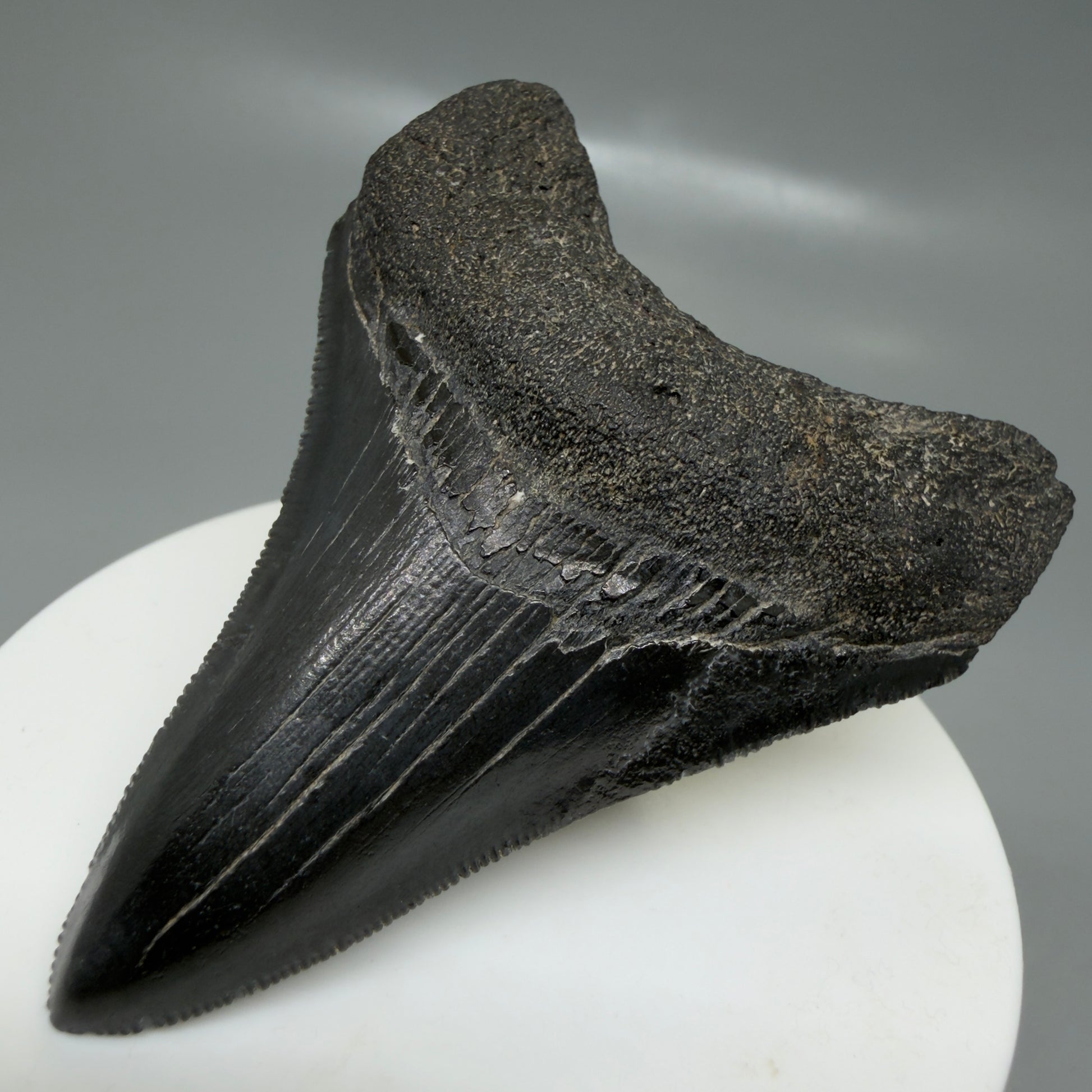 Front Right View 2.68" Dark colors Fossil Megalodon Tooth – South Carolina River Find | Authentic CM6133