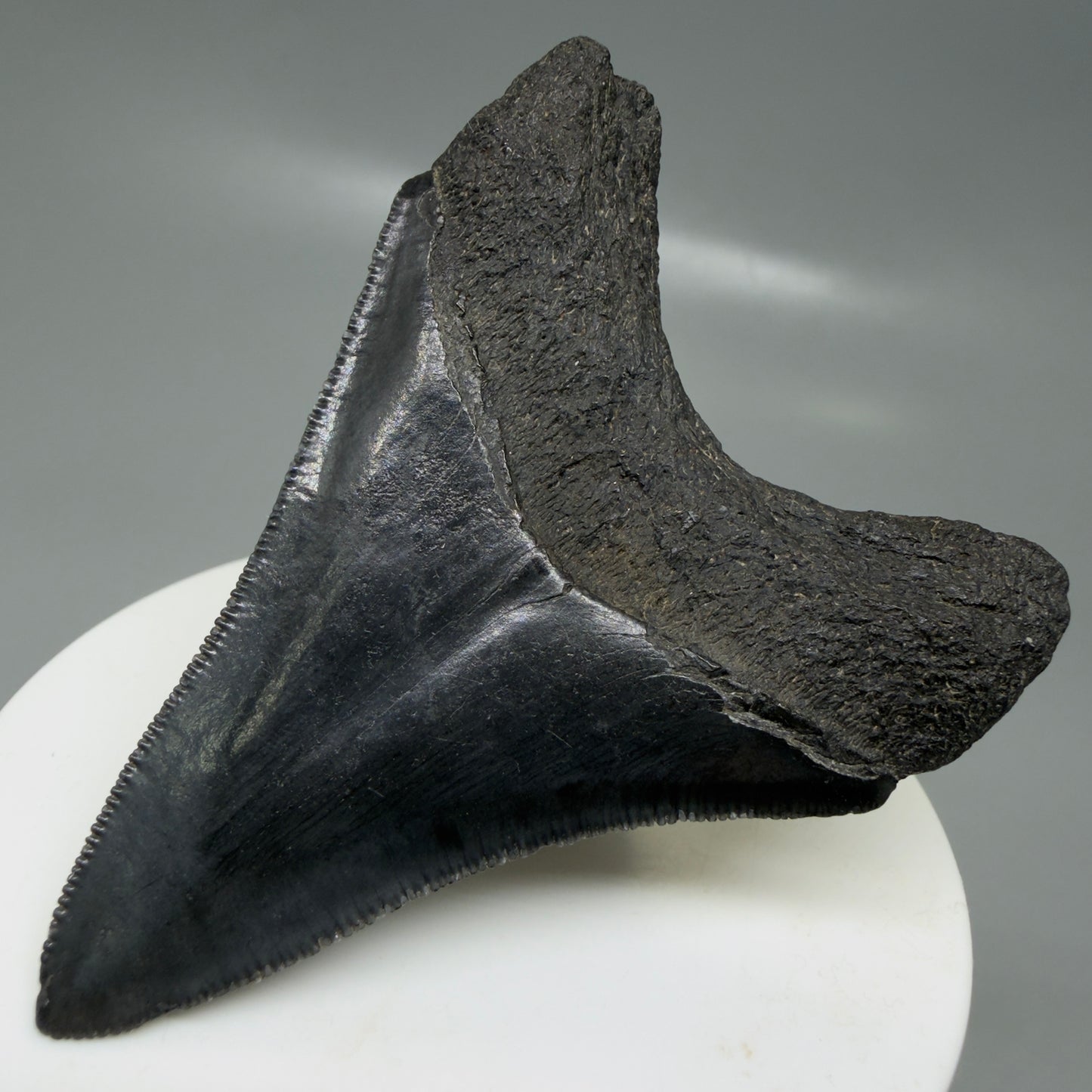 Back Right View 2.68" Dark colors Fossil Megalodon Tooth – South Carolina River Find | Authentic CM6133