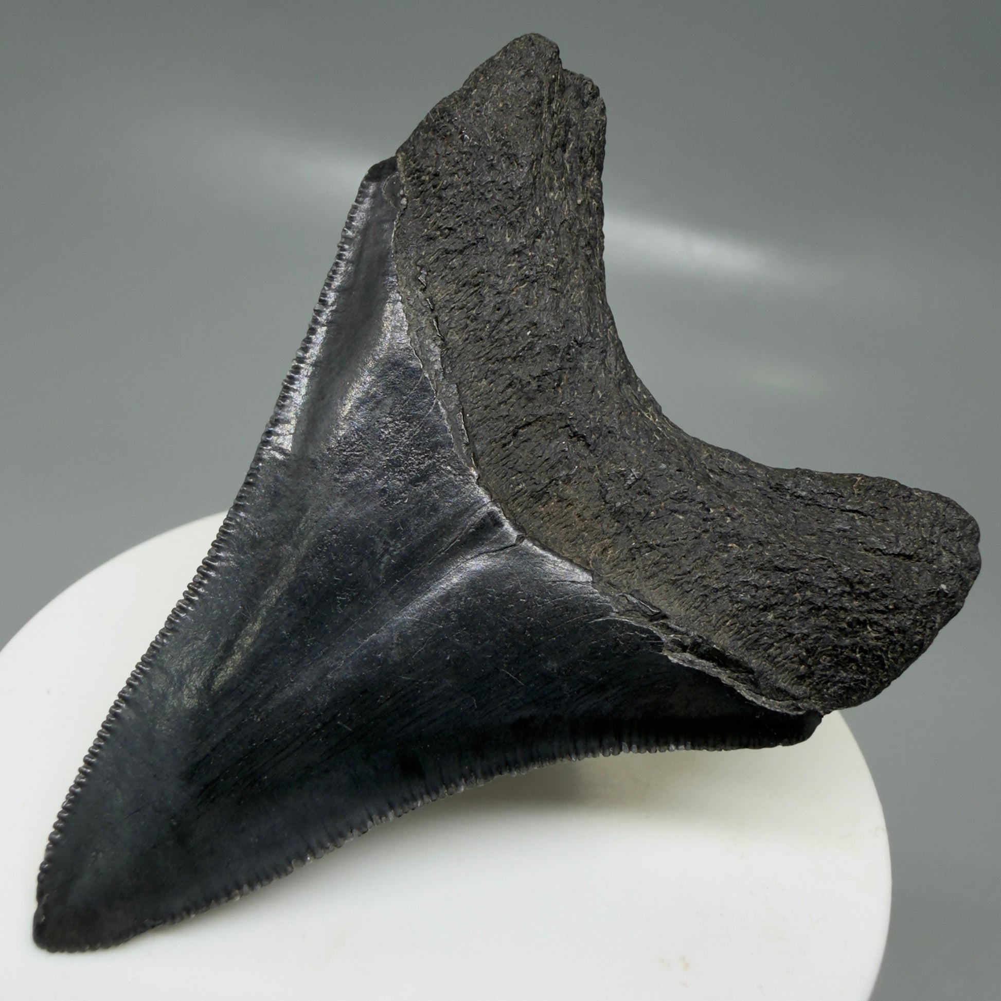 Back Right View 2.68" Dark colors Fossil Megalodon Tooth – South Carolina River Find | Authentic CM6133