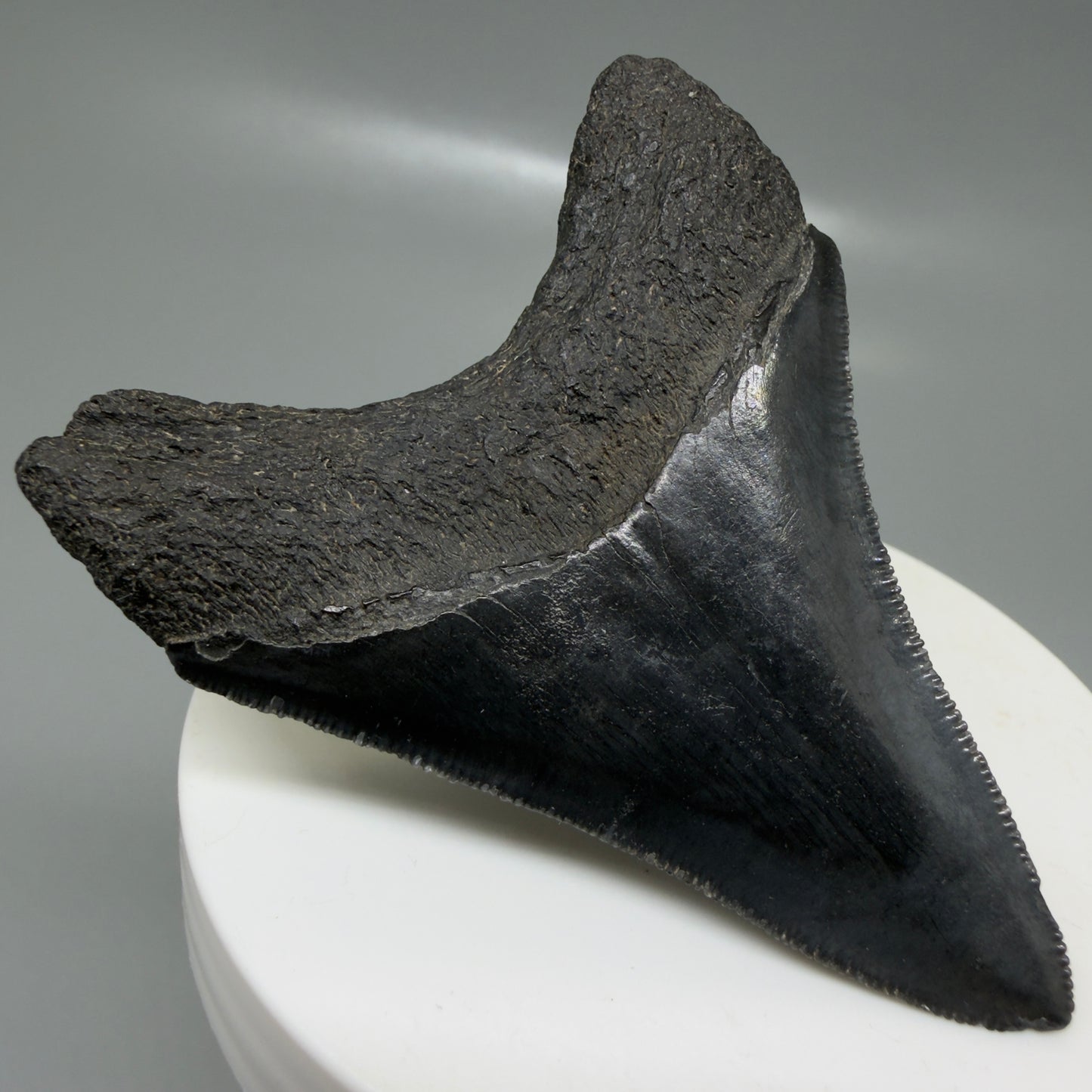 Back Left View 2.68" Dark colors Fossil Megalodon Tooth – South Carolina River Find | Authentic CM6133