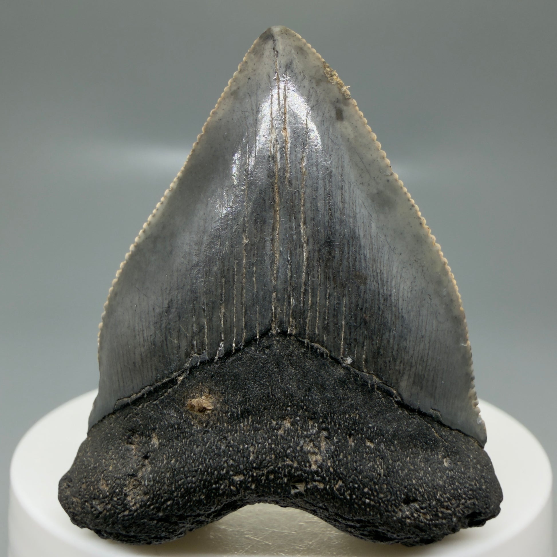 Front View Baby anterior, serrated 1.94" Fossil Megalodon Tooth from South Carolina CM6128 - 3