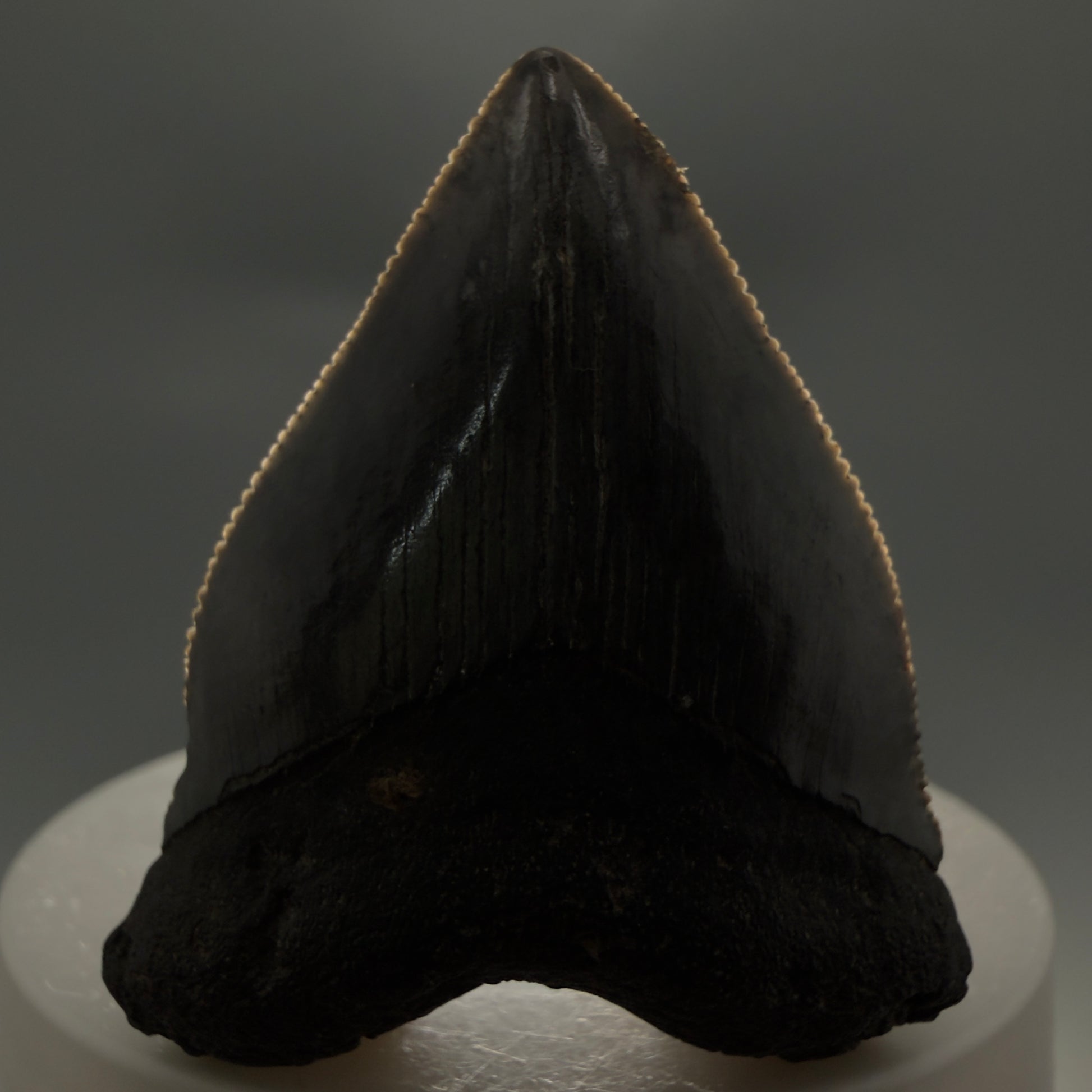 Front View Baby anterior, serrated 1.94" Fossil Megalodon Tooth from South Carolina CM6128 - 1