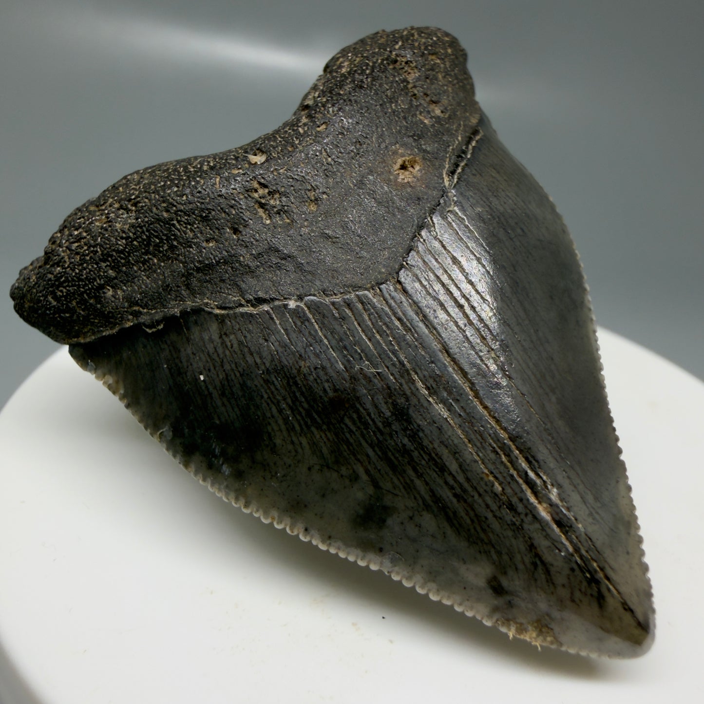 Front Left View Baby anterior, serrated 1.94" Fossil Megalodon Tooth from South Carolina CM6128