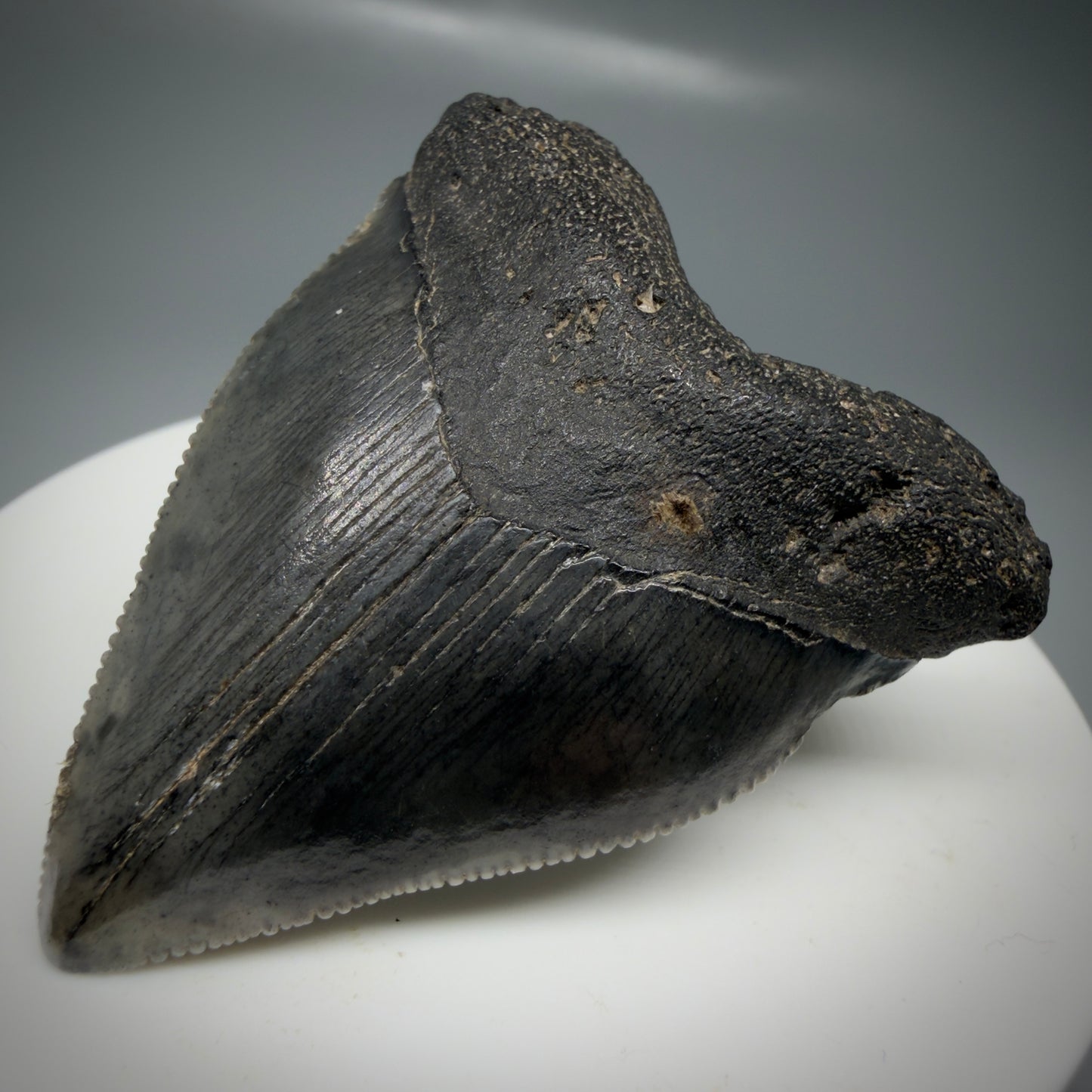 Front Right View Baby anterior, serrated 1.94" Fossil Megalodon Tooth from South Carolina CM6128