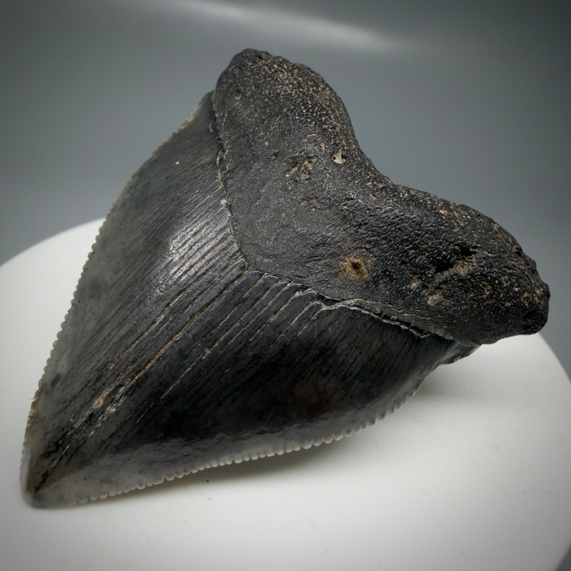 Front Right View Baby anterior, serrated 1.94" Fossil Megalodon Tooth from South Carolina CM6128