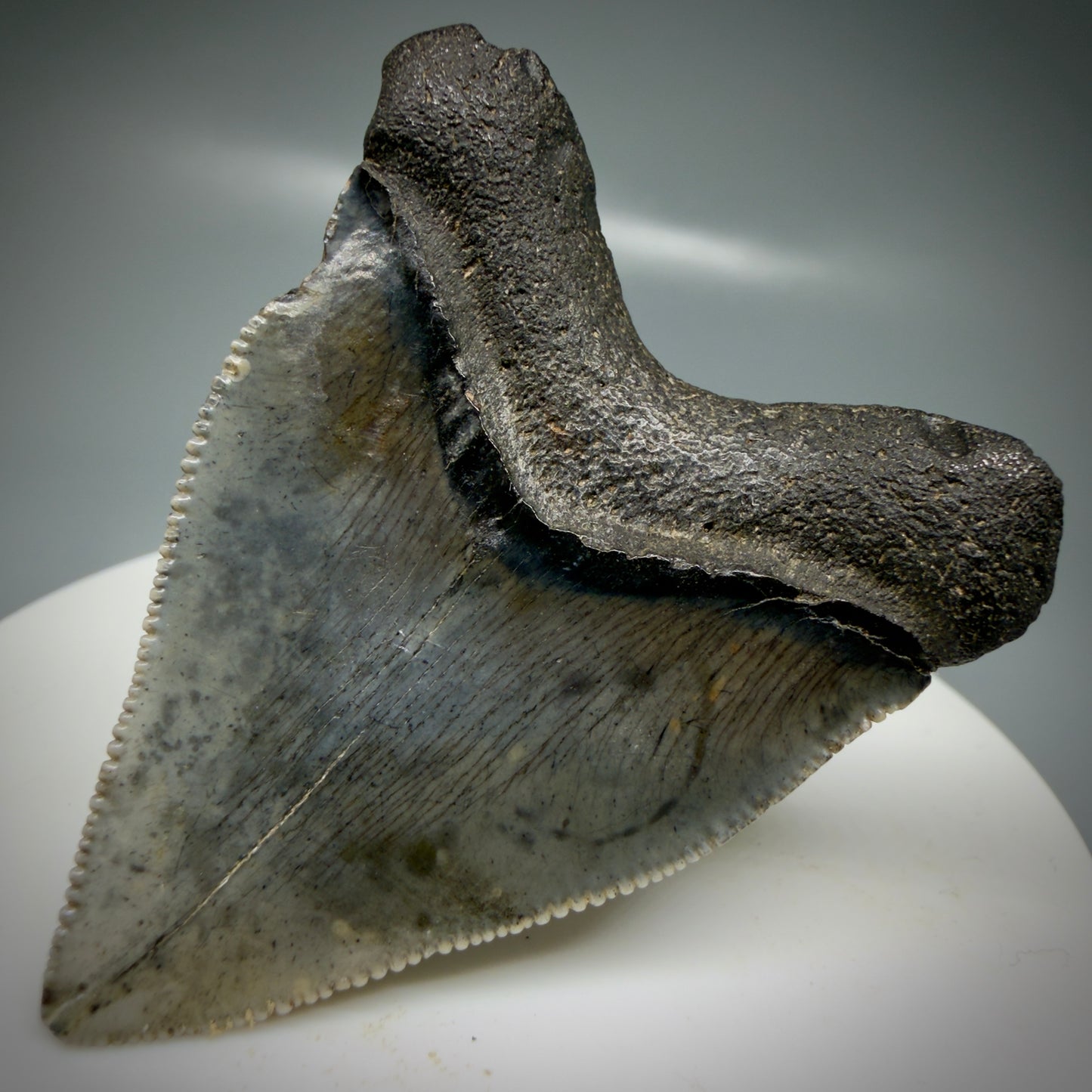 Back Right View Baby anterior, serrated 1.94" Fossil Megalodon Tooth from South Carolina CM6128