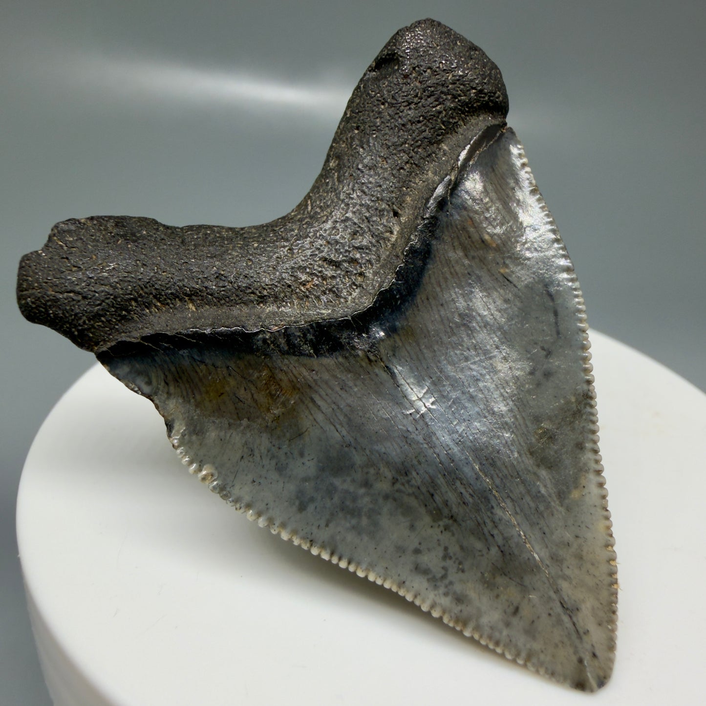Back Left View Baby anterior, serrated 1.94" Fossil Megalodon Tooth from South Carolina CM6128