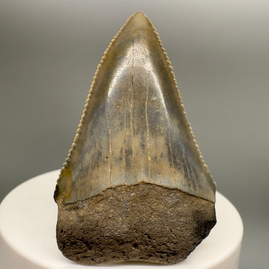 Sharply Serrated, colorful Great White Shark Tooth 2.09" - from North Carolina GW1120 - Front