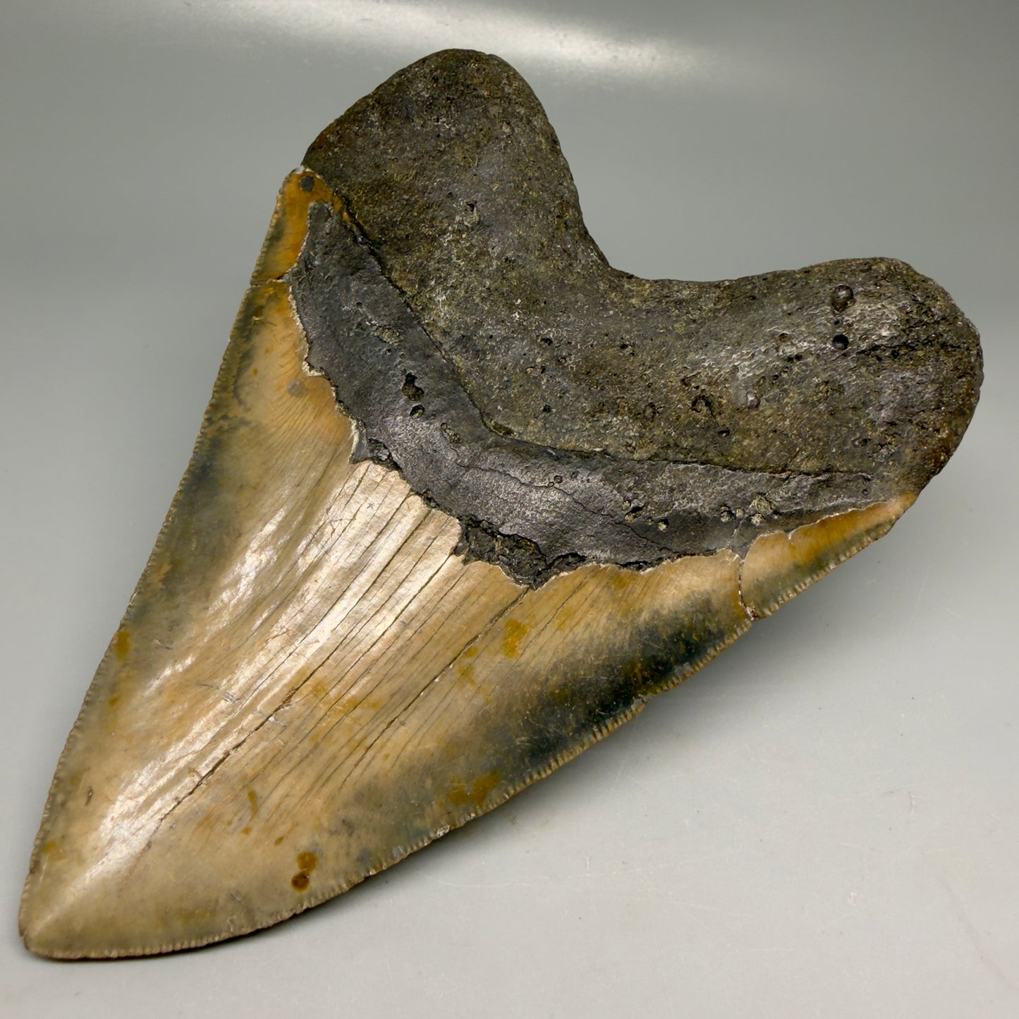 Back Right View Colorful 5.92" Authentic Megalodon Tooth – North Carolina Fossil | Carcharocles megalodon CM6148