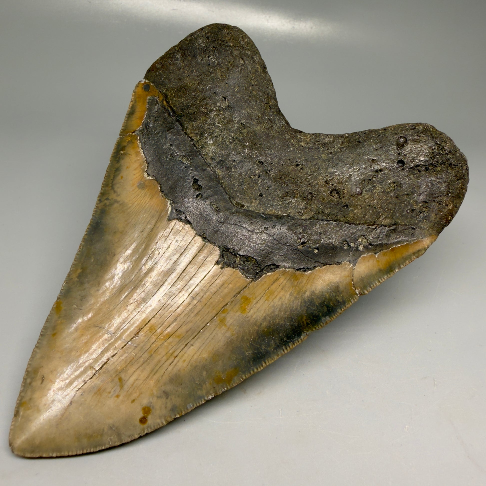 Back Right View Colorful 5.92" Authentic Megalodon Tooth – North Carolina Fossil | Carcharocles megalodon CM6148
