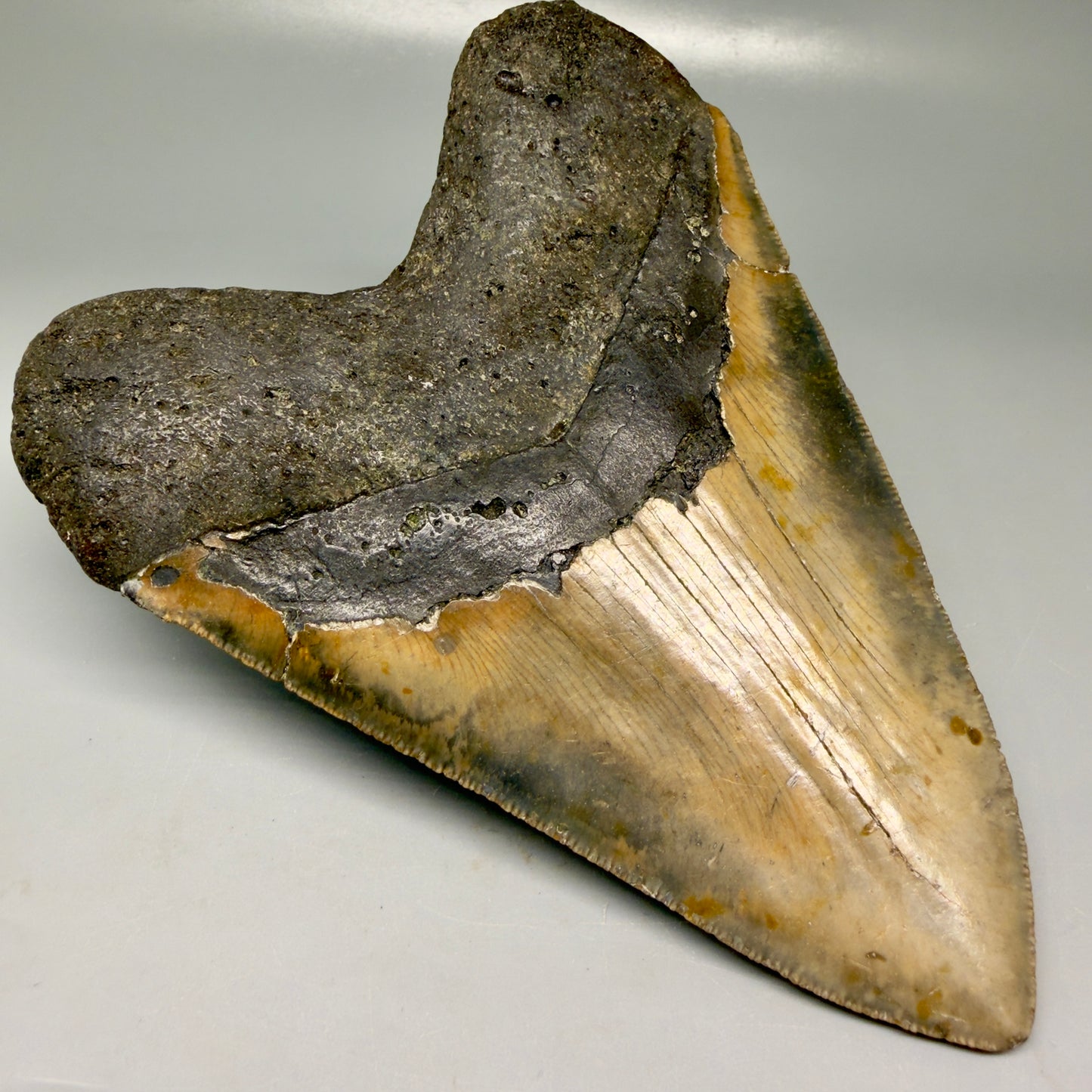 Back Left View Colorful 5.92" Authentic Megalodon Tooth – North Carolina Fossil | Carcharocles megalodon CM6148