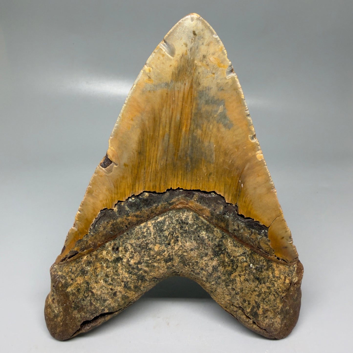 Back View Colorful 5.81" Authentic Megalodon Tooth – North Carolina Fossil | Carcharocles megalodon CM6150