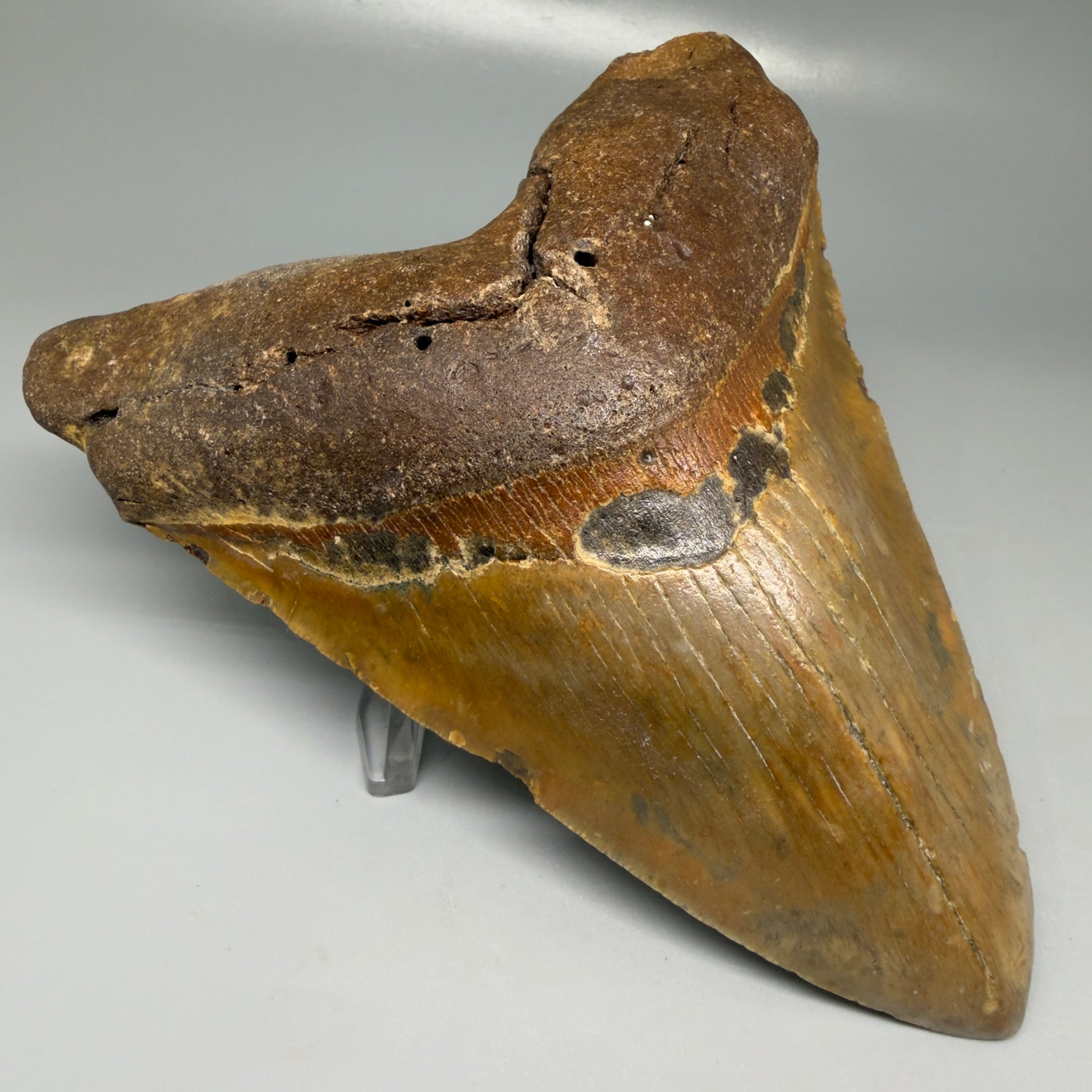 Front Left View Colorful 5.81" Authentic Megalodon Tooth – North Carolina Fossil | Carcharocles megalodon CM6150