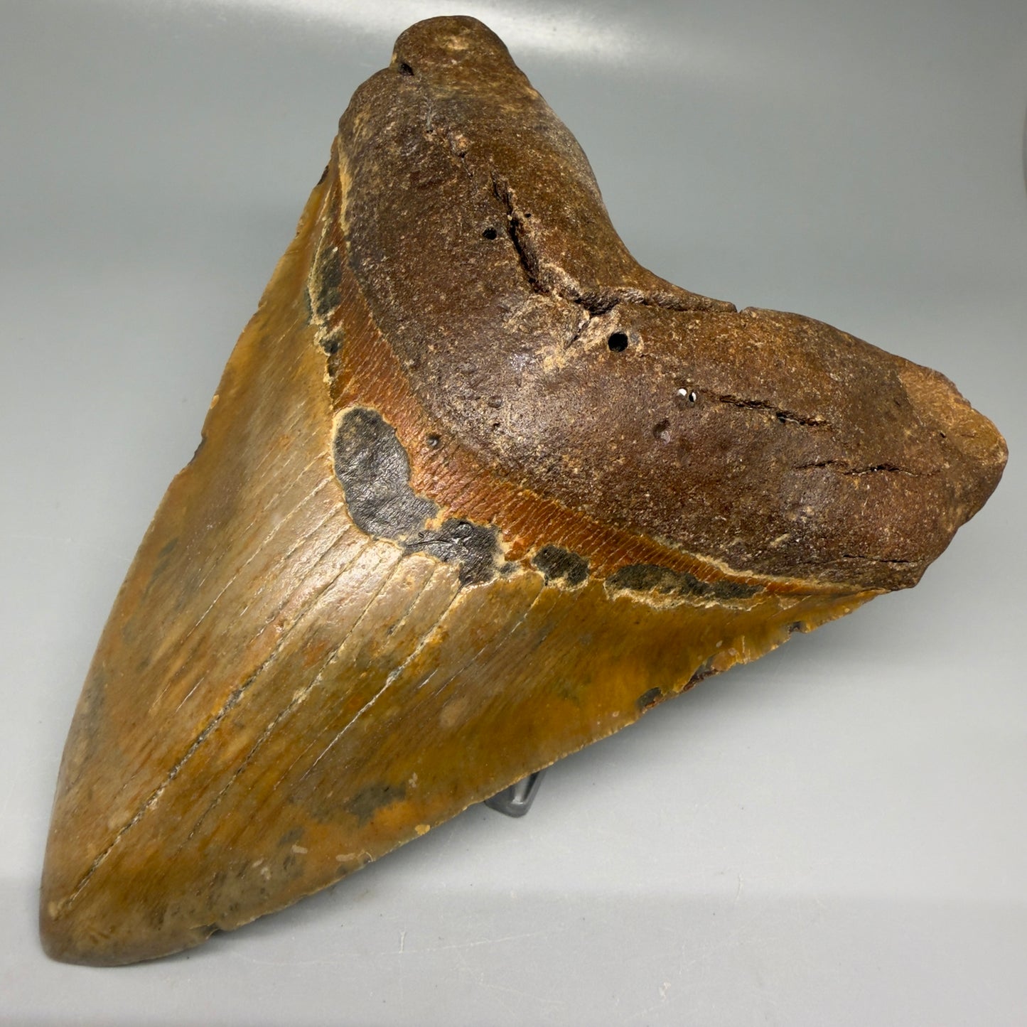 Front Right View Colorful 5.81" Authentic Megalodon Tooth – North Carolina Fossil | Carcharocles megalodon CM6150