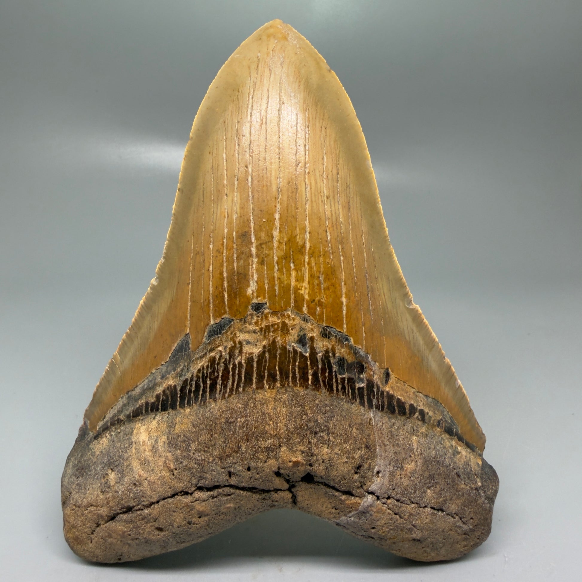 Front View Colorful, serrated, lower 5.27" Authentic Megalodon Tooth – North Carolina Fossil | Carcharocles megalodon CM6145 - 2