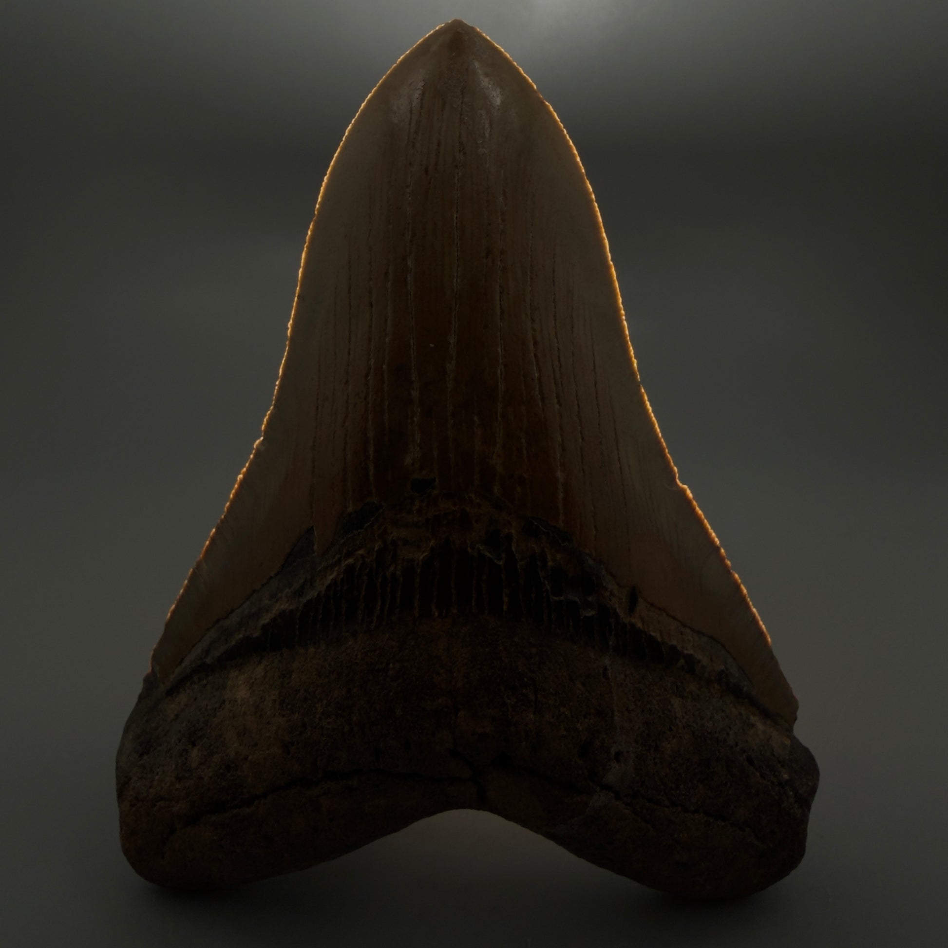 Front View Colorful, serrated, lower 5.27" Authentic Megalodon Tooth – North Carolina Fossil | Carcharocles megalodon CM6145 - 1