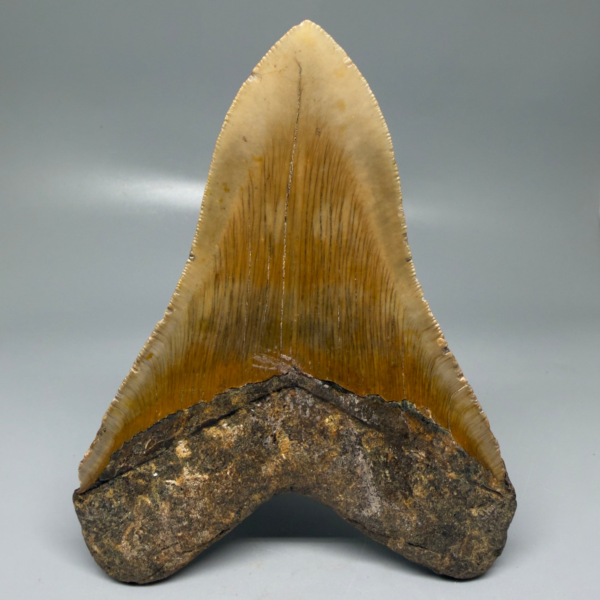 Back View Colorful, serrated, lower 5.27" Authentic Megalodon Tooth – North Carolina Fossil | Carcharocles megalodon CM6145