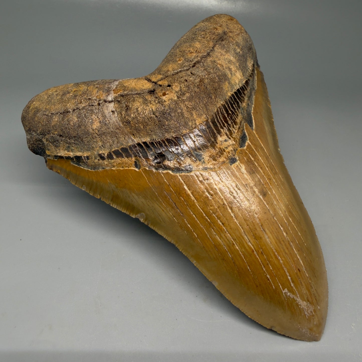 Front Left View Colorful, serrated, lower 5.27" Authentic Megalodon Tooth – North Carolina Fossil | Carcharocles megalodon CM6145