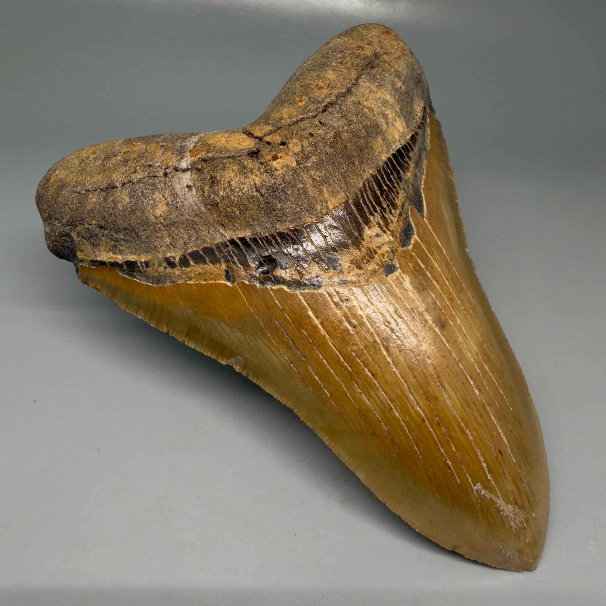 Front Left View Colorful, serrated, lower 5.27" Authentic Megalodon Tooth – North Carolina Fossil | Carcharocles megalodon CM6145