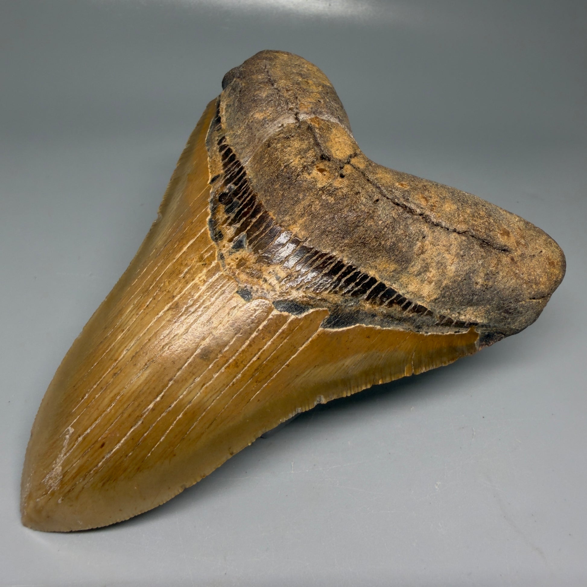 Front Right View Colorful, serrated, lower 5.27" Authentic Megalodon Tooth – North Carolina Fossil | Carcharocles megalodon CM6145