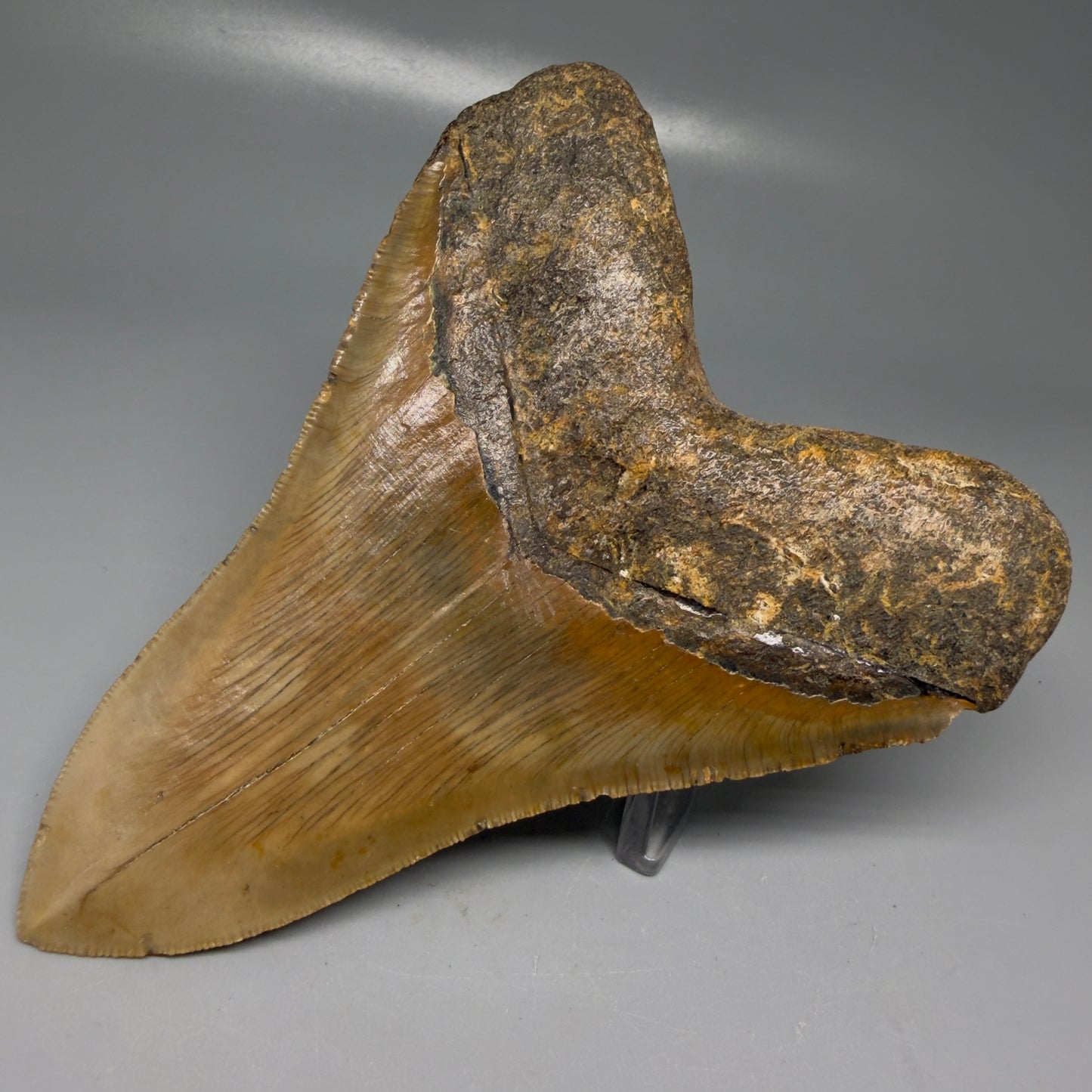 Back Right View Colorful, serrated, lower 5.27" Authentic Megalodon Tooth – North Carolina Fossil | Carcharocles megalodon CM6145