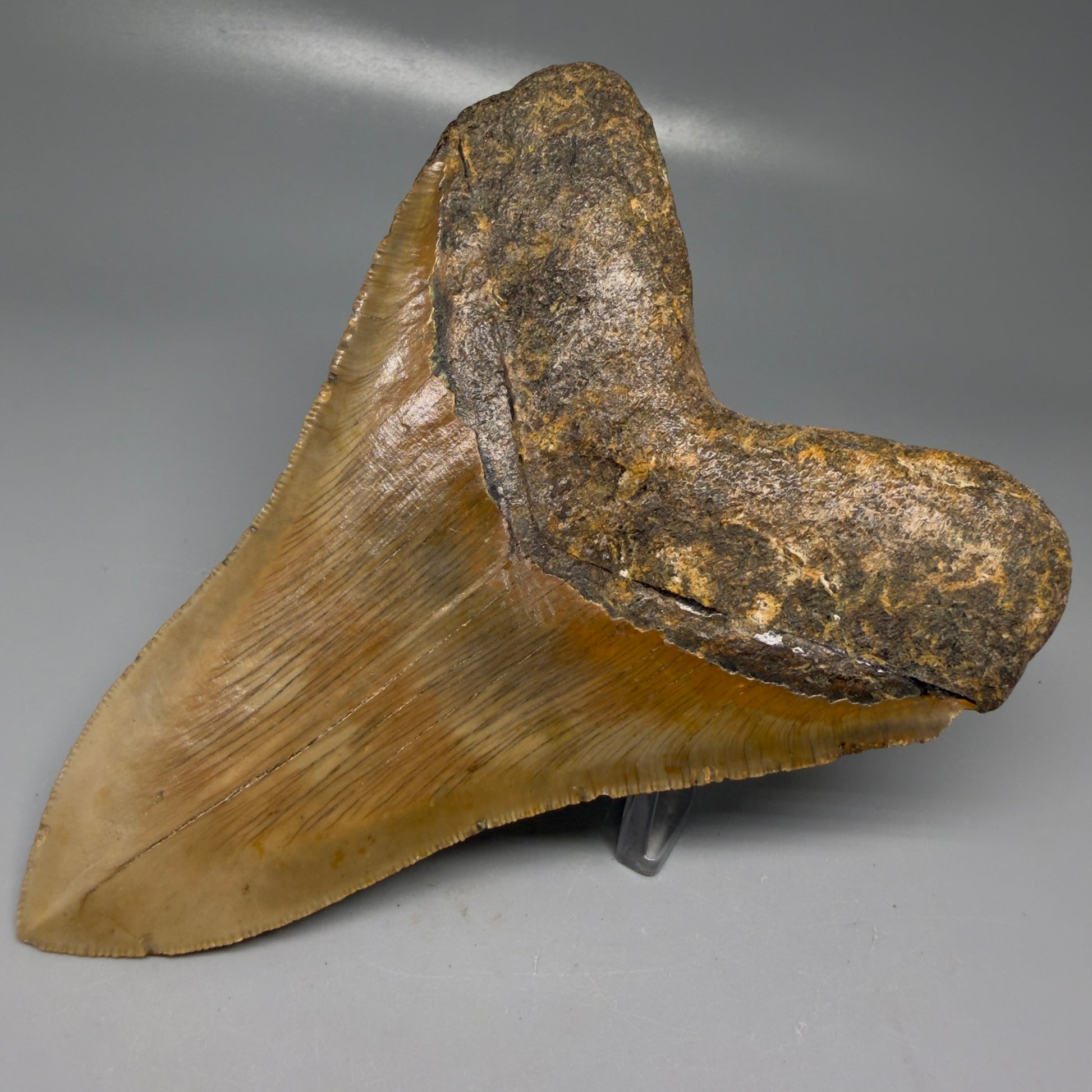 Back Right View Colorful, serrated, lower 5.27" Authentic Megalodon Tooth – North Carolina Fossil | Carcharocles megalodon CM6145