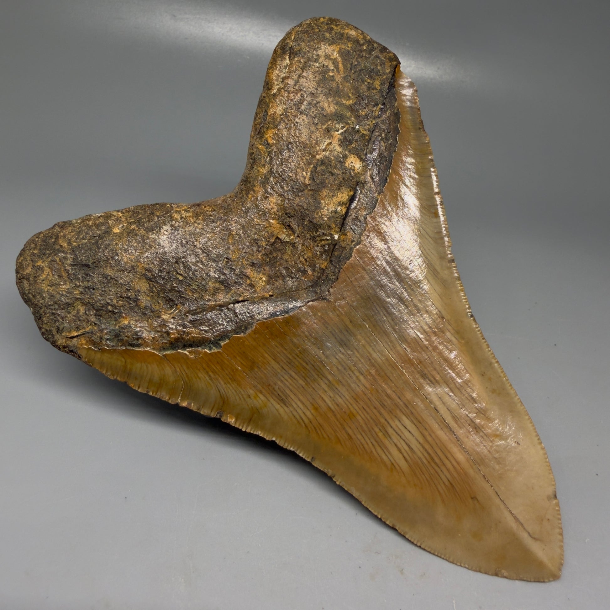 Back Left View Colorful, serrated, lower 5.27" Authentic Megalodon Tooth – North Carolina Fossil | Carcharocles megalodon CM6145