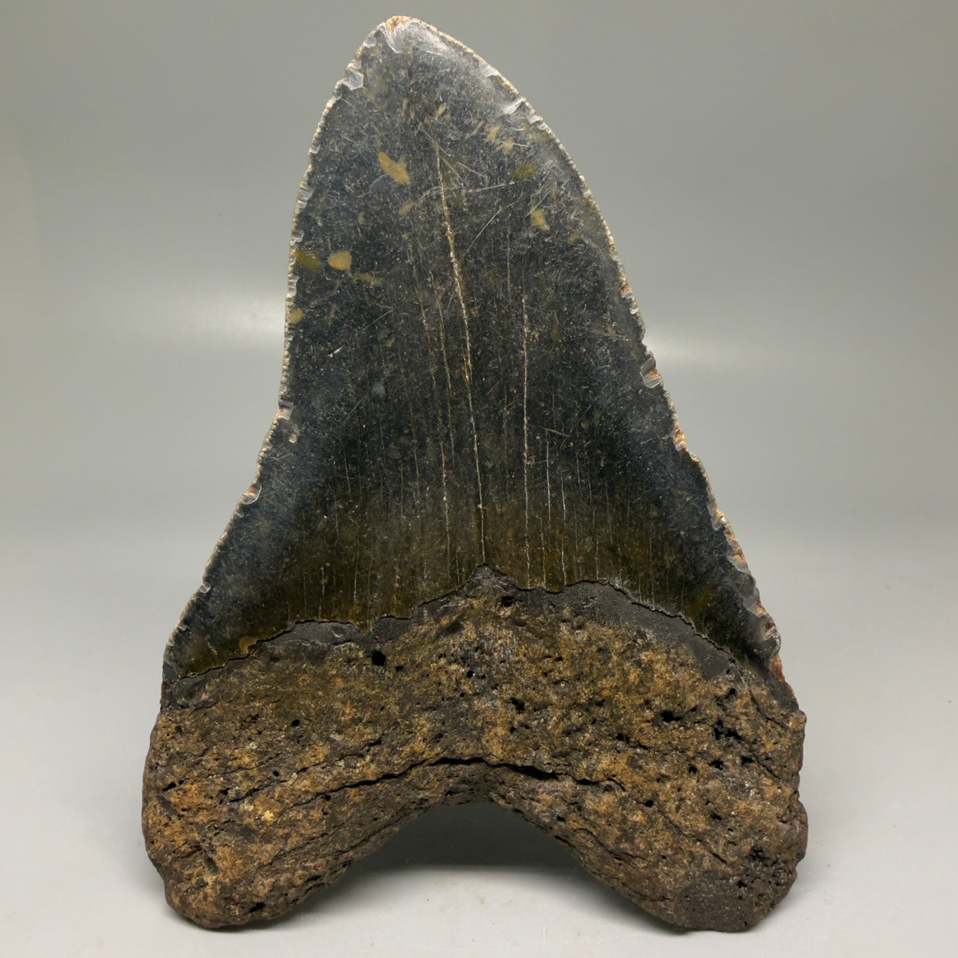 Back View Colorful 5.38" Authentic Megalodon Tooth – North Carolina Fossil | Carcharocles megalodon CM6141