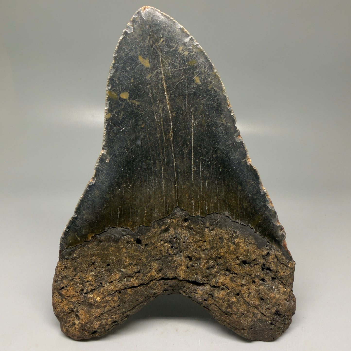 Back View Colorful 5.65" Authentic Megalodon Tooth – North Carolina Fossil | Carcharocles megalodon CM6147
