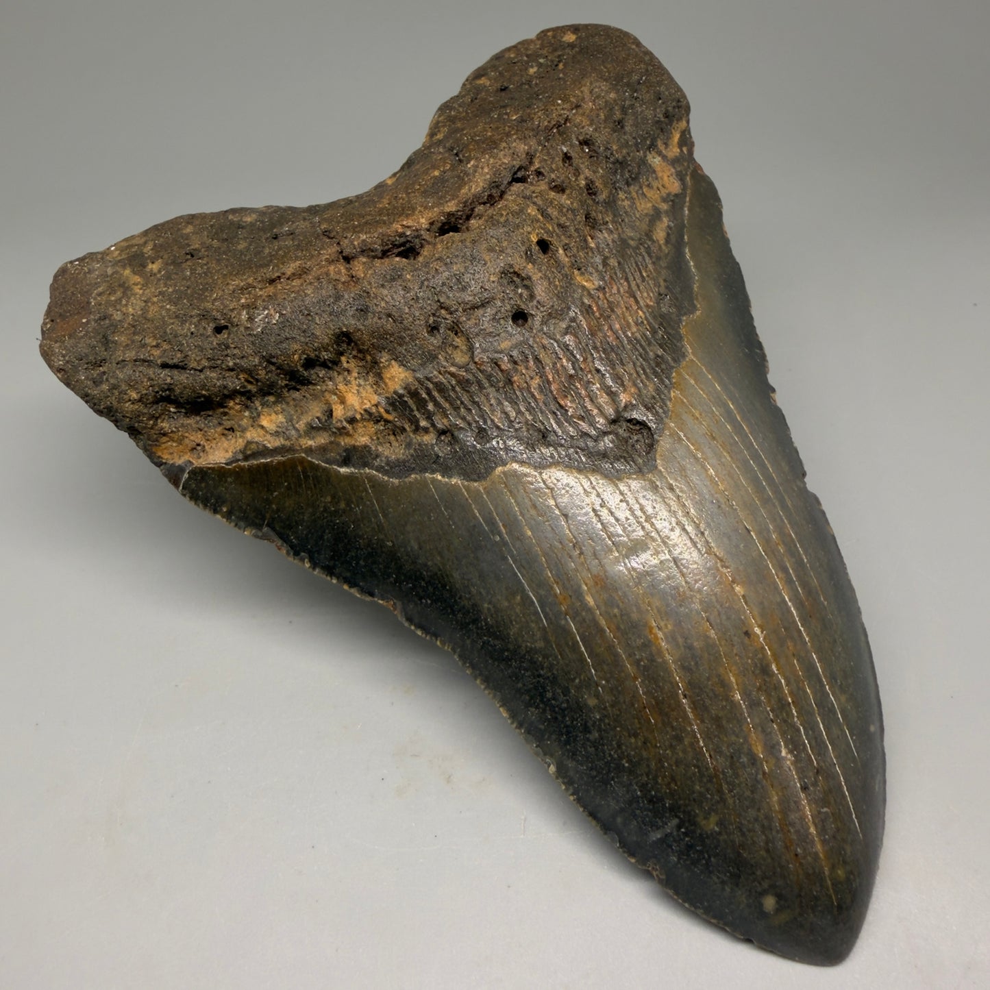 Front Left View Colorful 5.65" Authentic Megalodon Tooth – North Carolina Fossil | Carcharocles megalodon CM6147