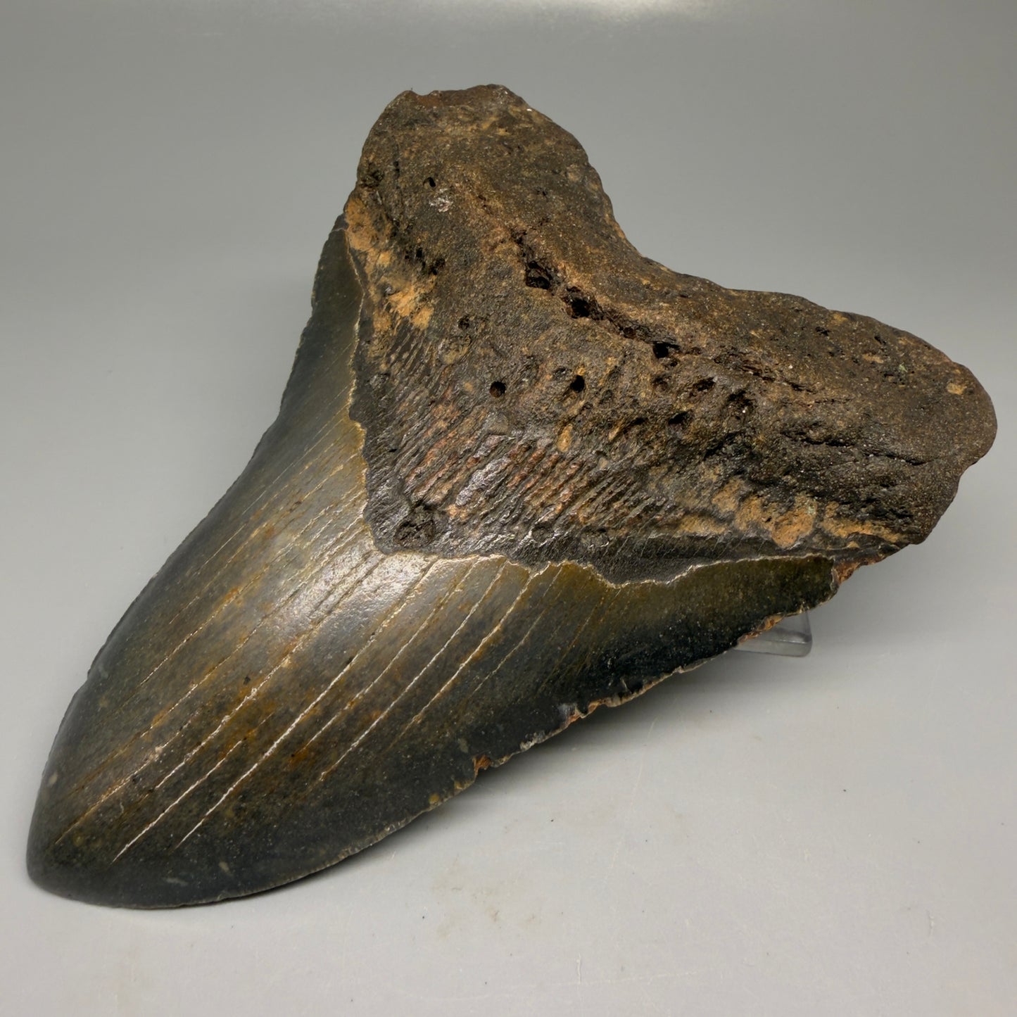 Front Right View Colorful 5.65" Authentic Megalodon Tooth – North Carolina Fossil | Carcharocles megalodon CM6147