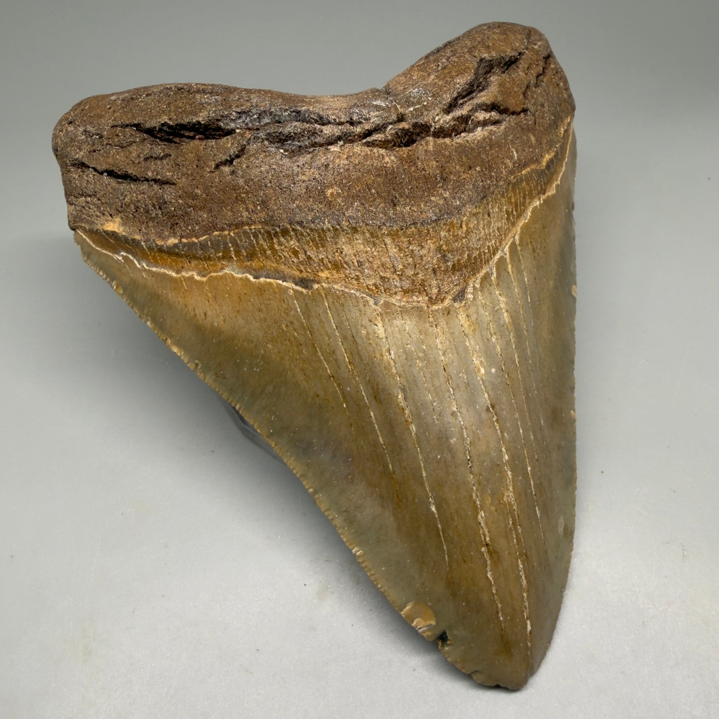 Front Left View Colorful, heart-shaped 5.35" Authentic Megalodon Tooth – North Carolina Fossil | Carcharocles megalodon CM6144